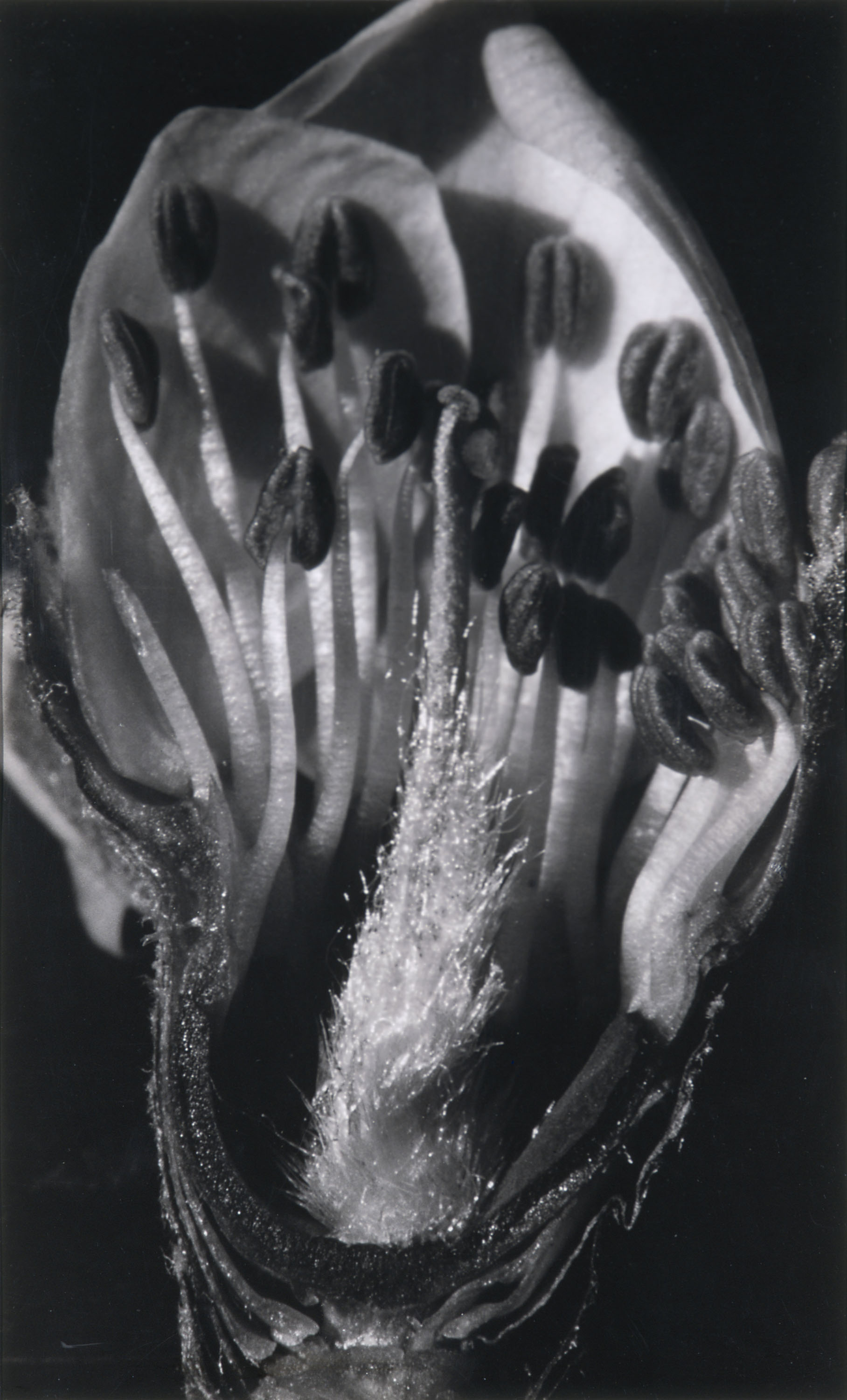 image for: Emili Godes - Poncella d&#039;ametller - Cap a 1930