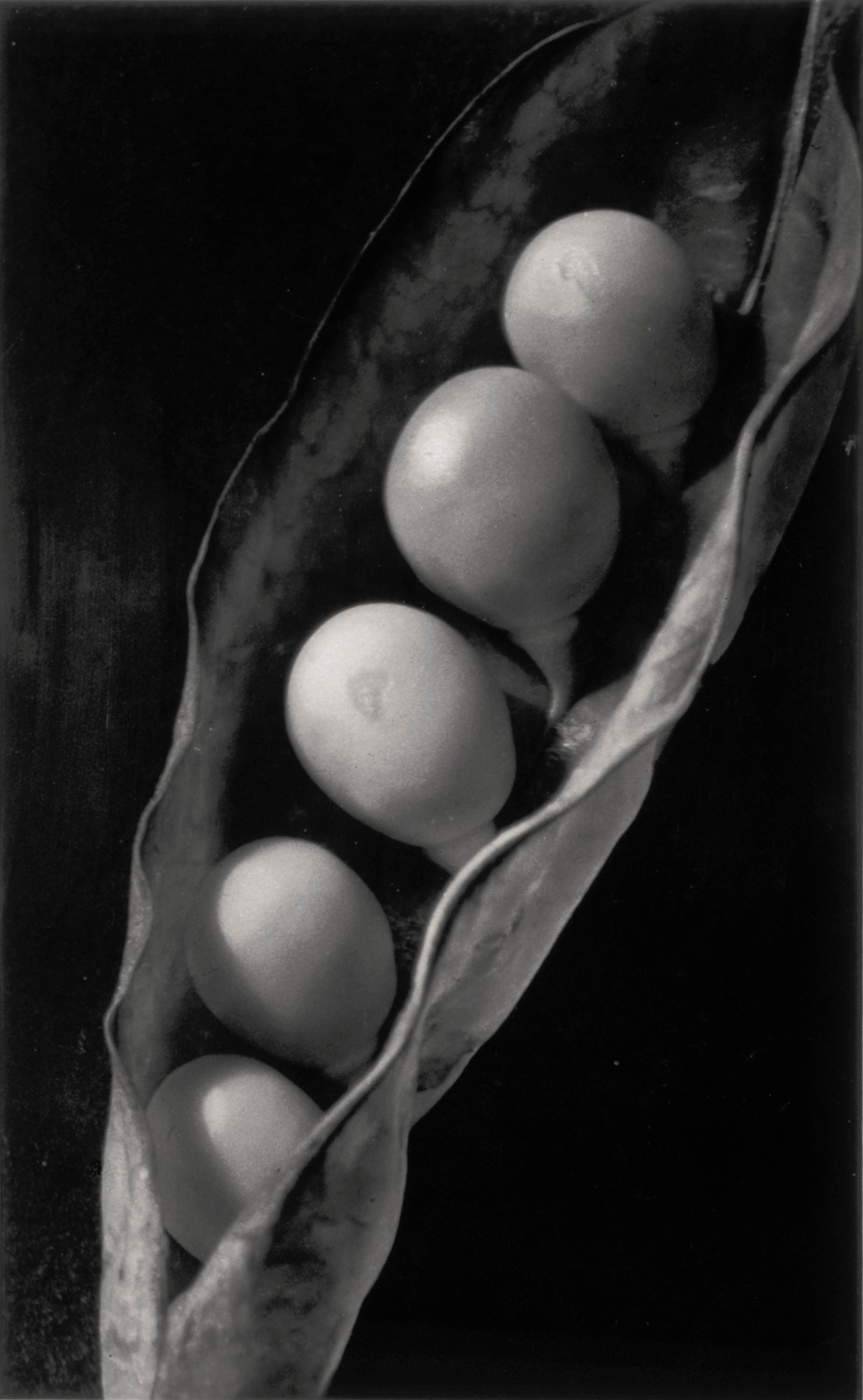 image for: Emili Godes - Pèsols - Cap a 1930