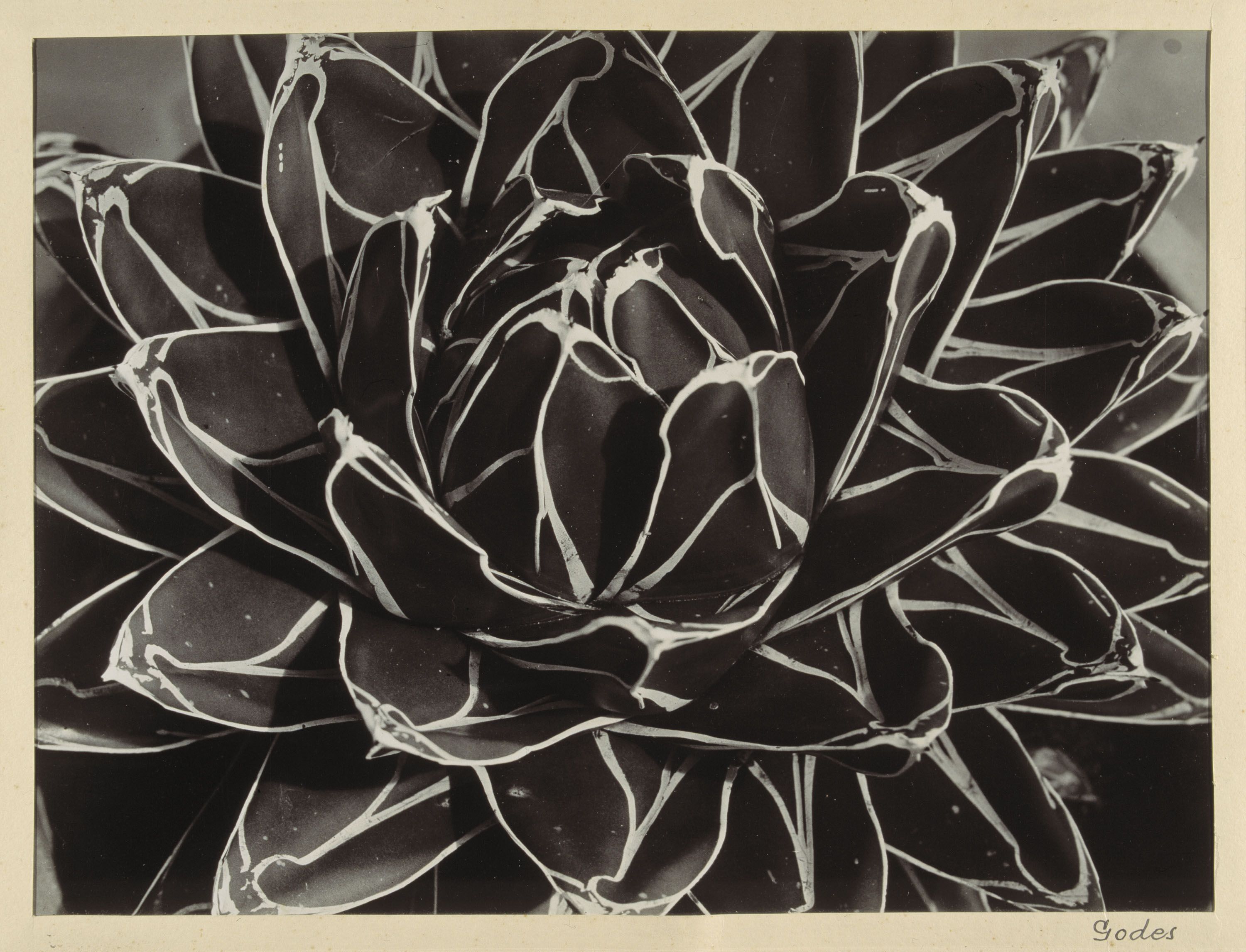 image for: Emili Godes - Cactus - Cap a 1930