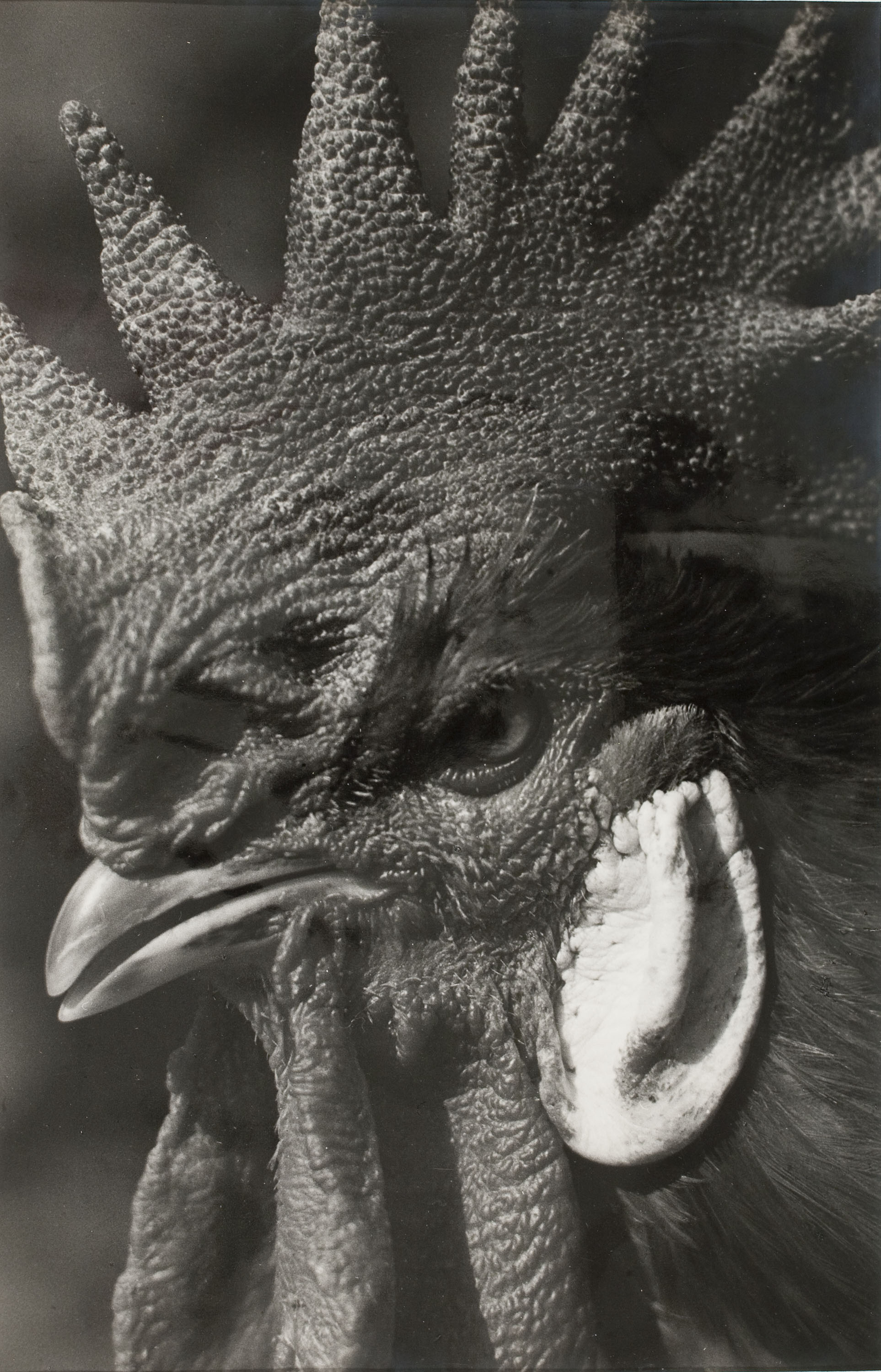 image for: Emili Godes - Gall - Cap a 1930