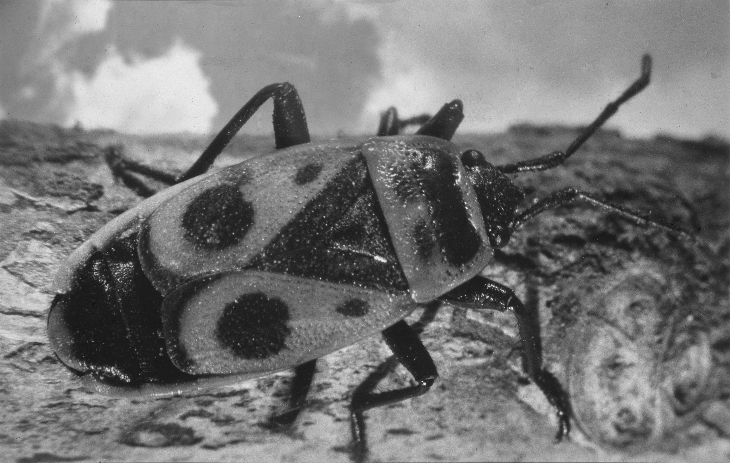 image for: Emili Godes - Xinxa de les malves - Circa 1930