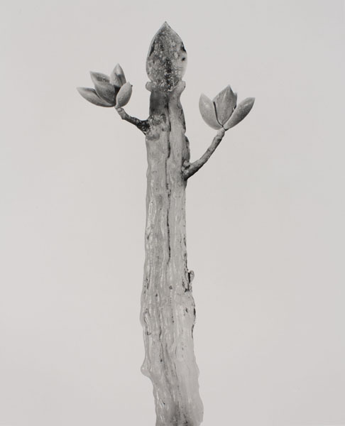 image for: Joan Fontcuberta - Waxamissa contricta (Herbarium) - 1985