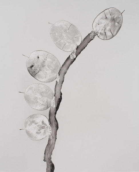 image for: Joan Fontcuberta - Himenea flaccida (Herbarium) - 1983