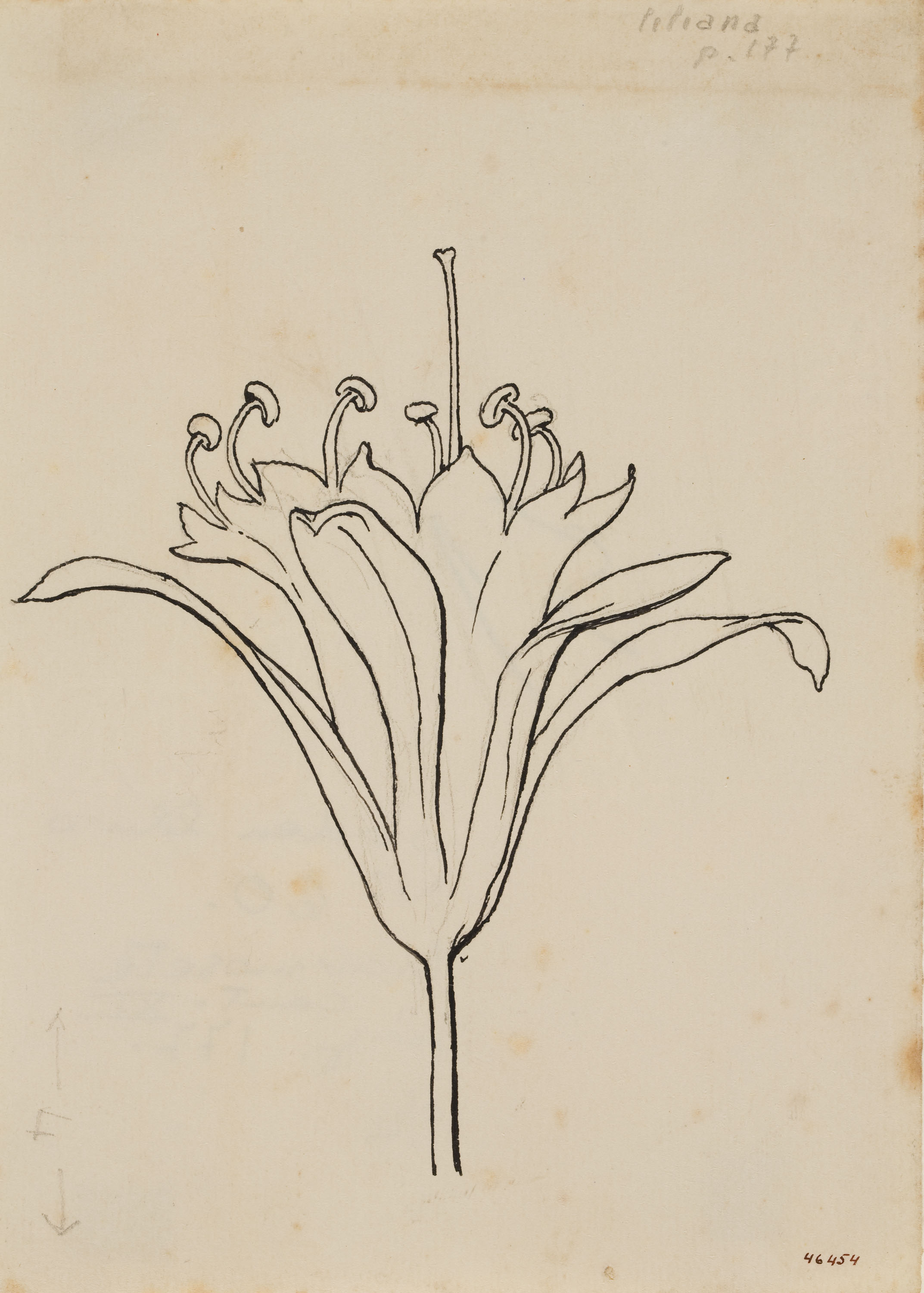 image for: Apel·les Mestres - Lliri de mar. Culdellàntia per al poema «Liliana» d&#039;Apel·les Mestres - Cap a 1907