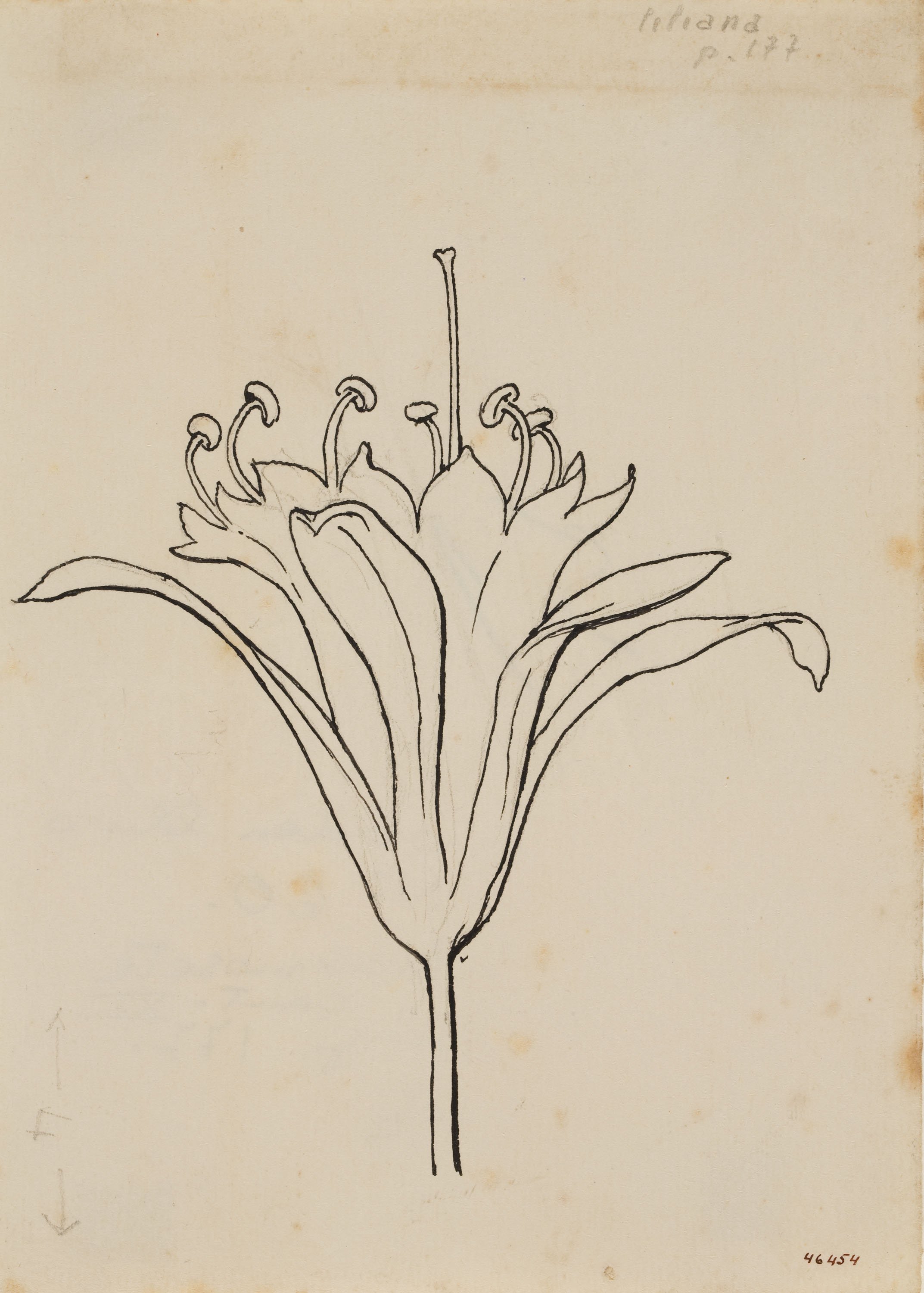 image for: Apel·les Mestres - Lliri de mar. Culdellàntia per al poema «Liliana» d&#039;Apel·les Mestres - Cap a 1907