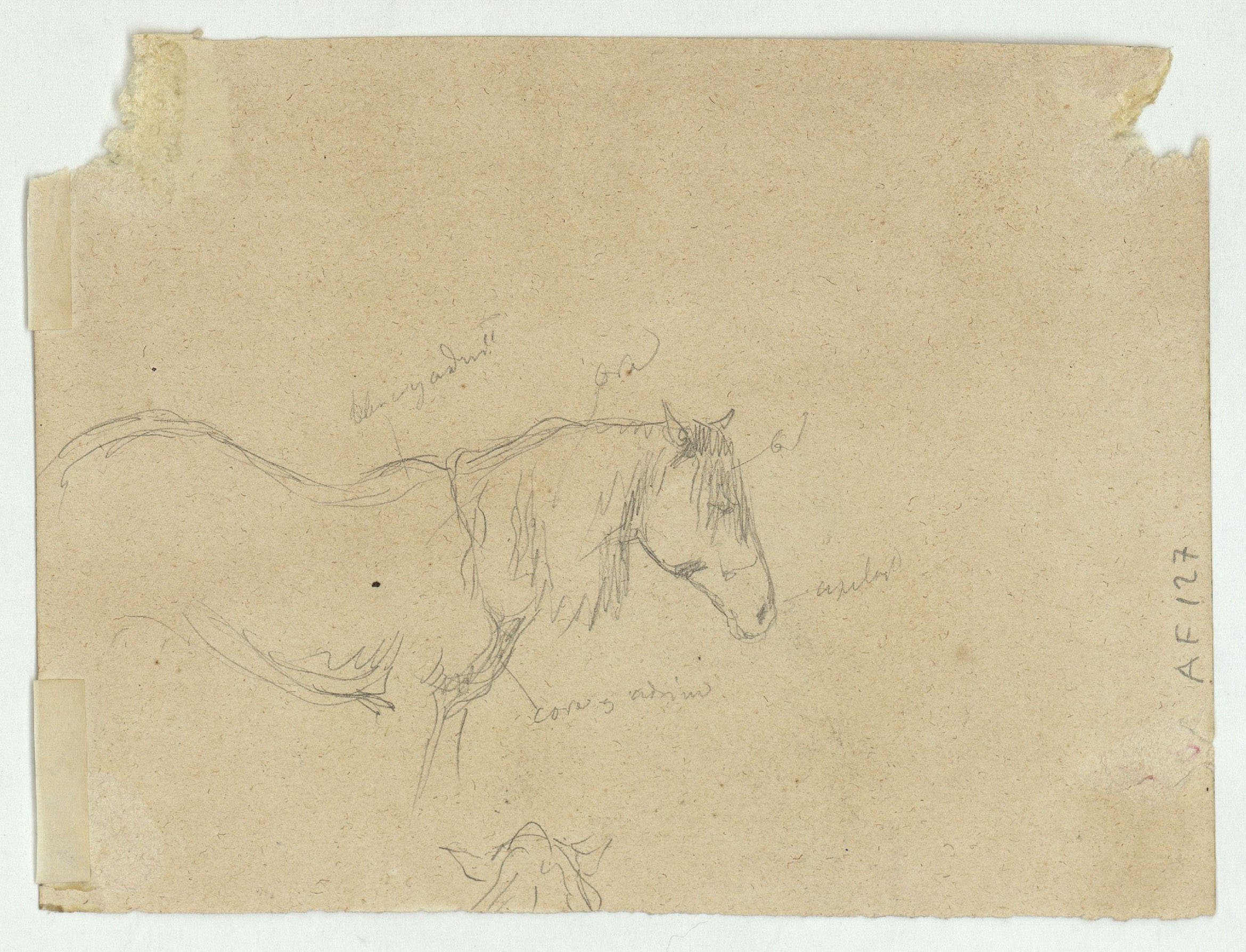 image for: Marià Fortuny - Marroquina (anvers) / Cavall (revers) - Cap a 1860-1862 [1]