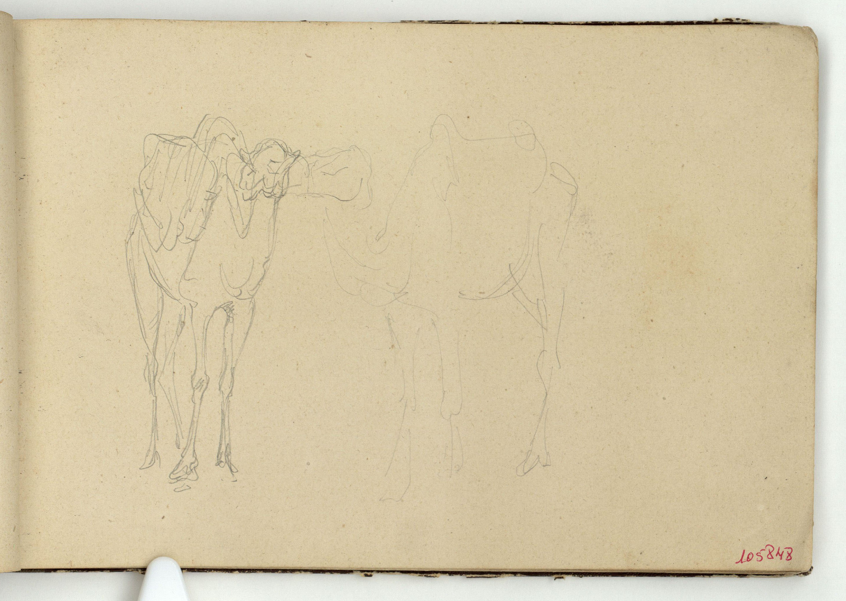 image for: Marià Fortuny - Camells - Cap a 1862