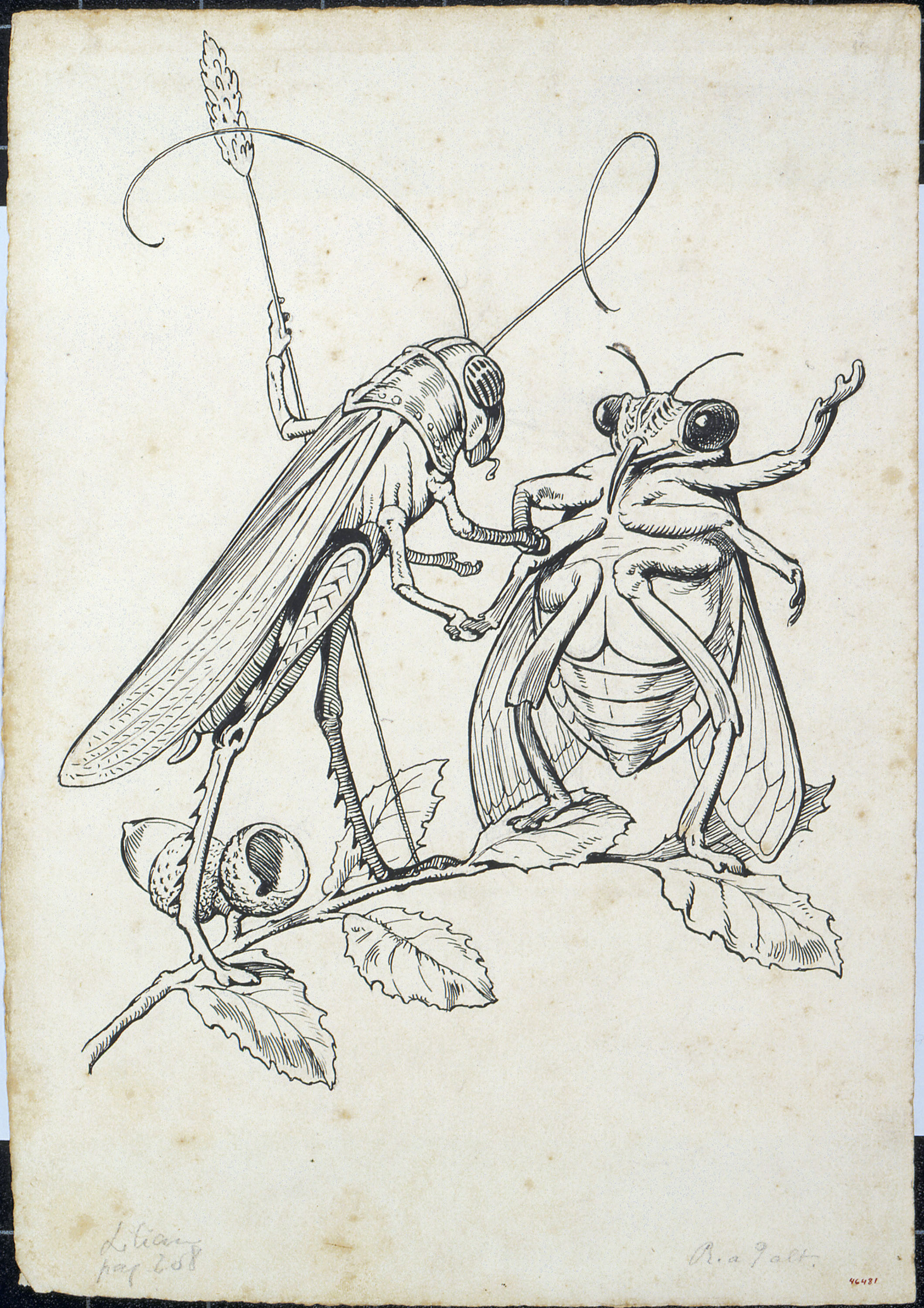 image for: Apel·les Mestres - Pregadéu i abellot conversant damunt una branca. Il·lustració per al poema «Liliana» d&#039;Apel·les Mestres - Cap a 1907