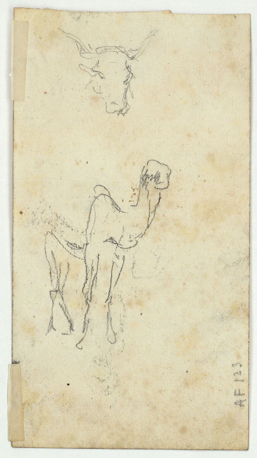 image for: Marià Fortuny - Marroquins (anvers) / Cap de bou i esbós de camell (revers) - Cap a 1860-1862 [1]