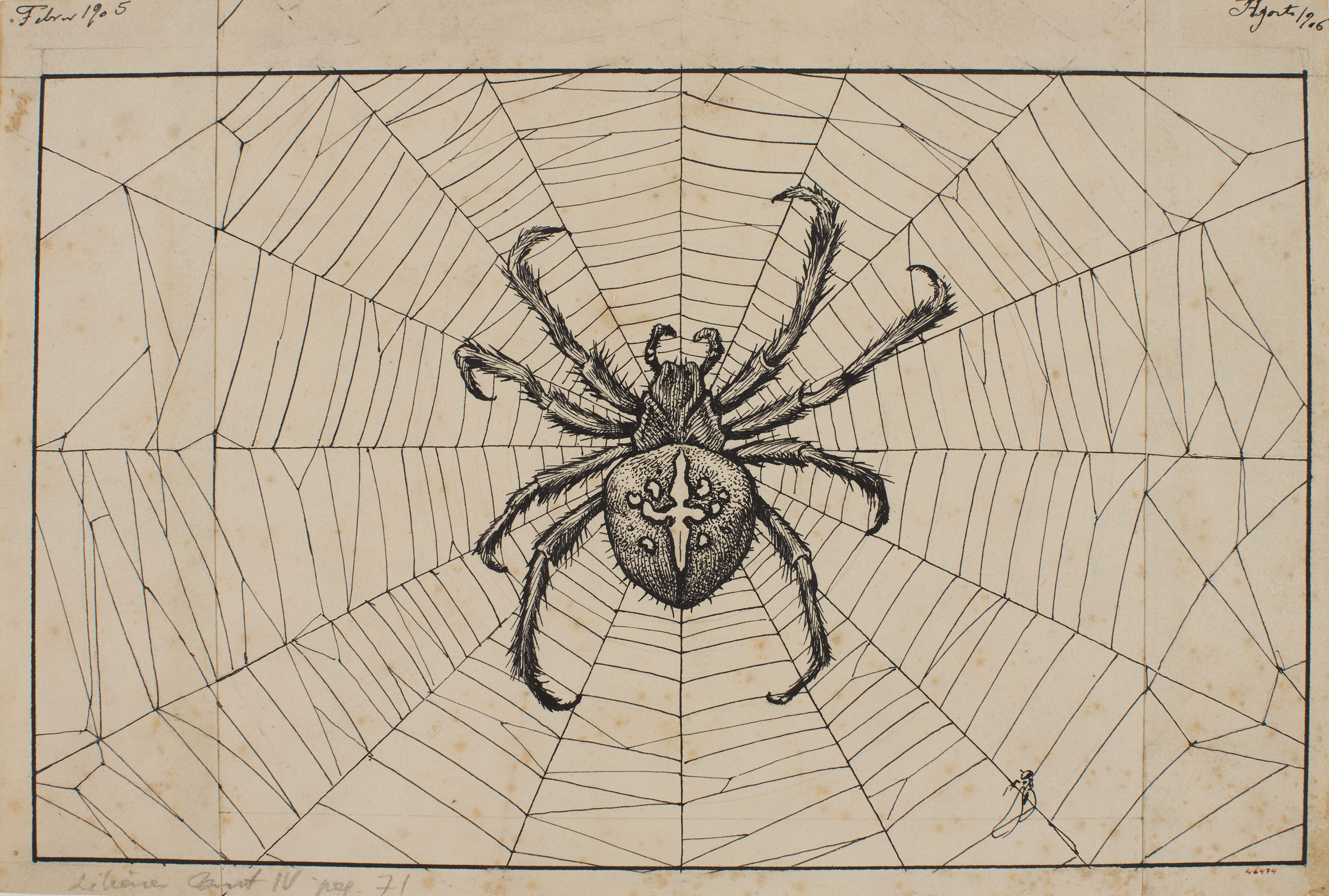 image for: Apel·les Mestres - Aranya teixint la teranyina. Capçalera de pàgina per al poema «Liliana» d&#039;Apel·les Mestres - 1905-1906