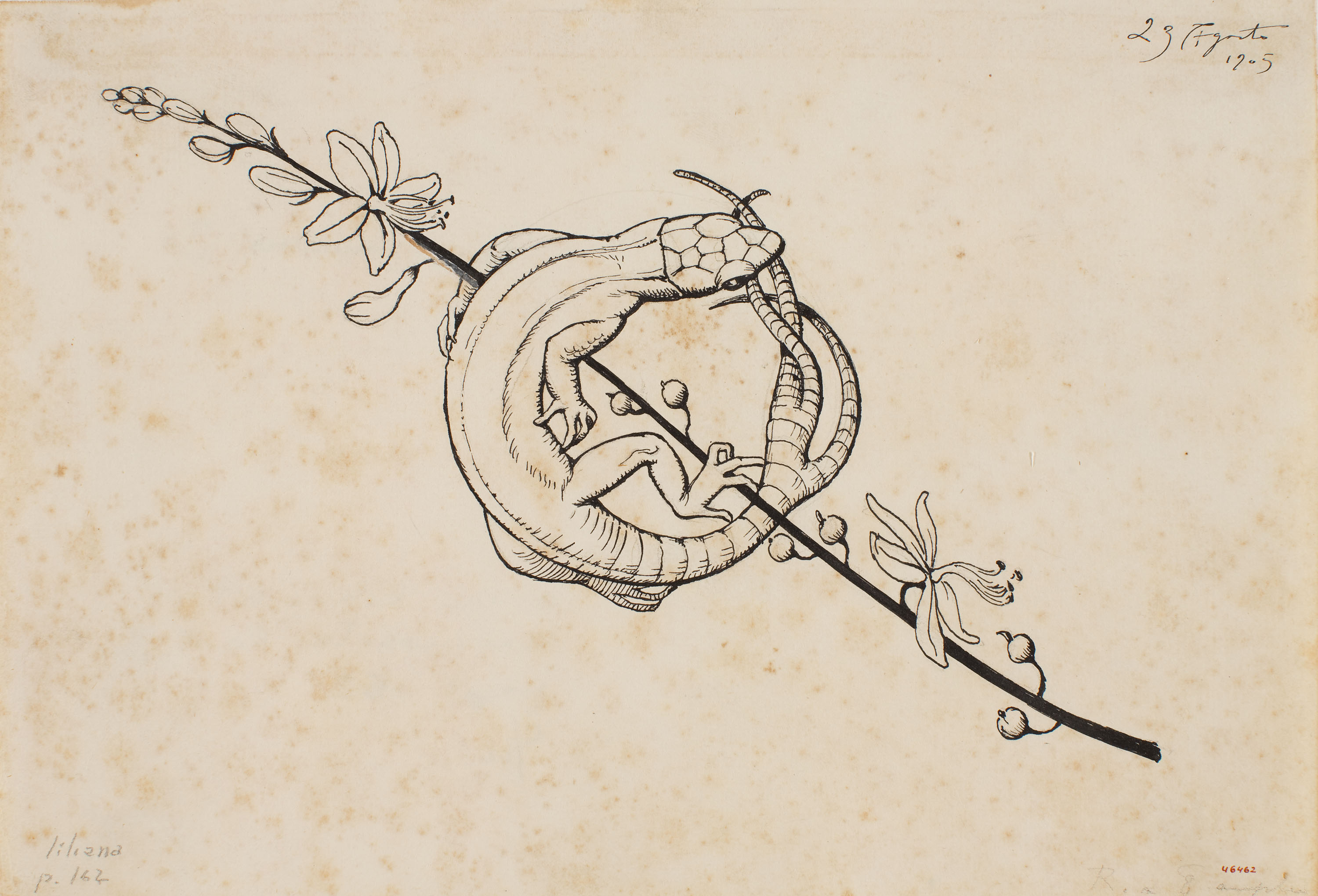 image for: Apel·les Mestres - Sargantana mossegant-se la cua. Culdellàntia per al poema «Liliana» d&#039;Apel·les Mestres - 1905