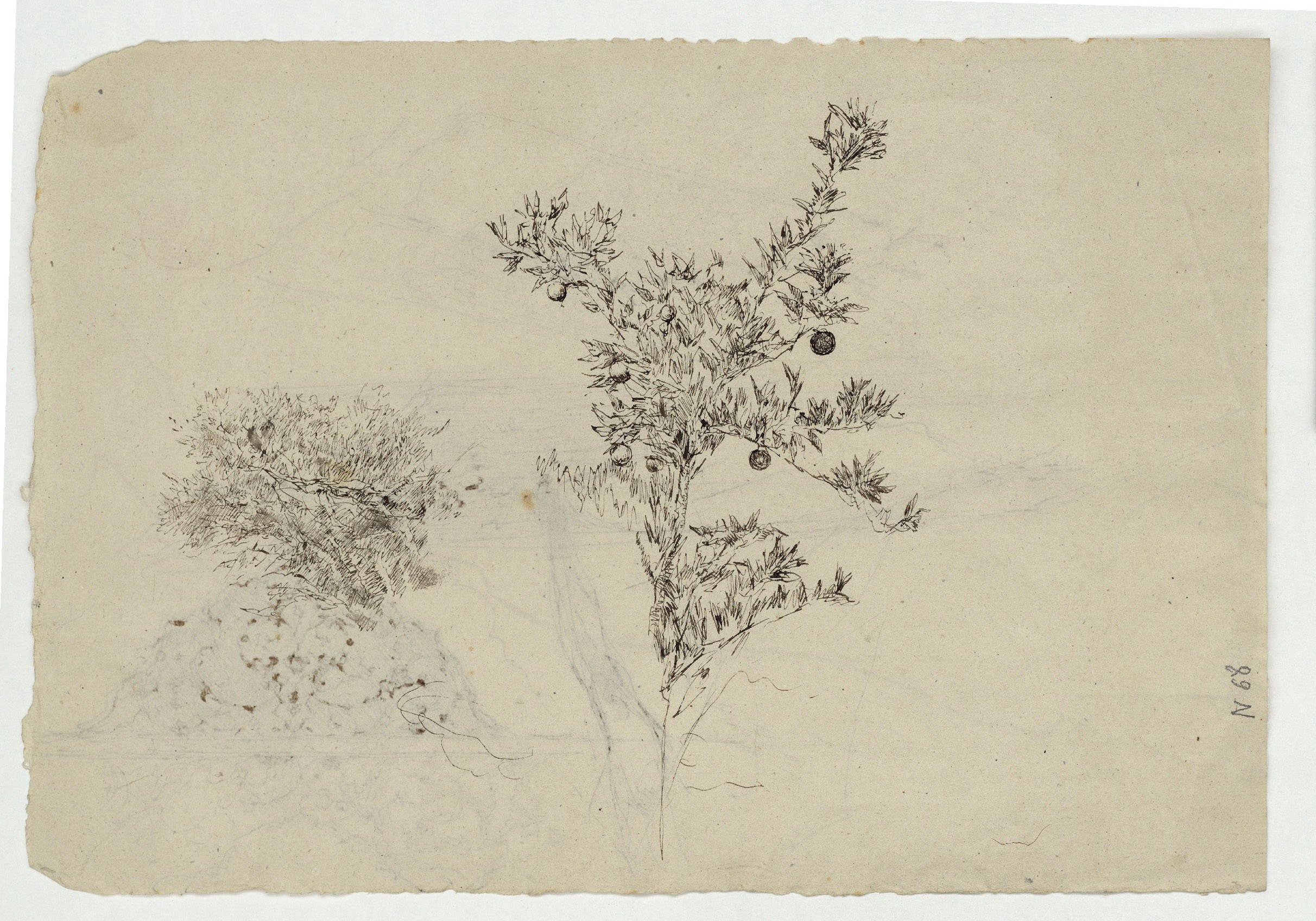 image for: Marià Fortuny - Croquis de tapissos (anvers) / Branques amb fulles i fruits (revers) - Cap a 1870-1872 [1]