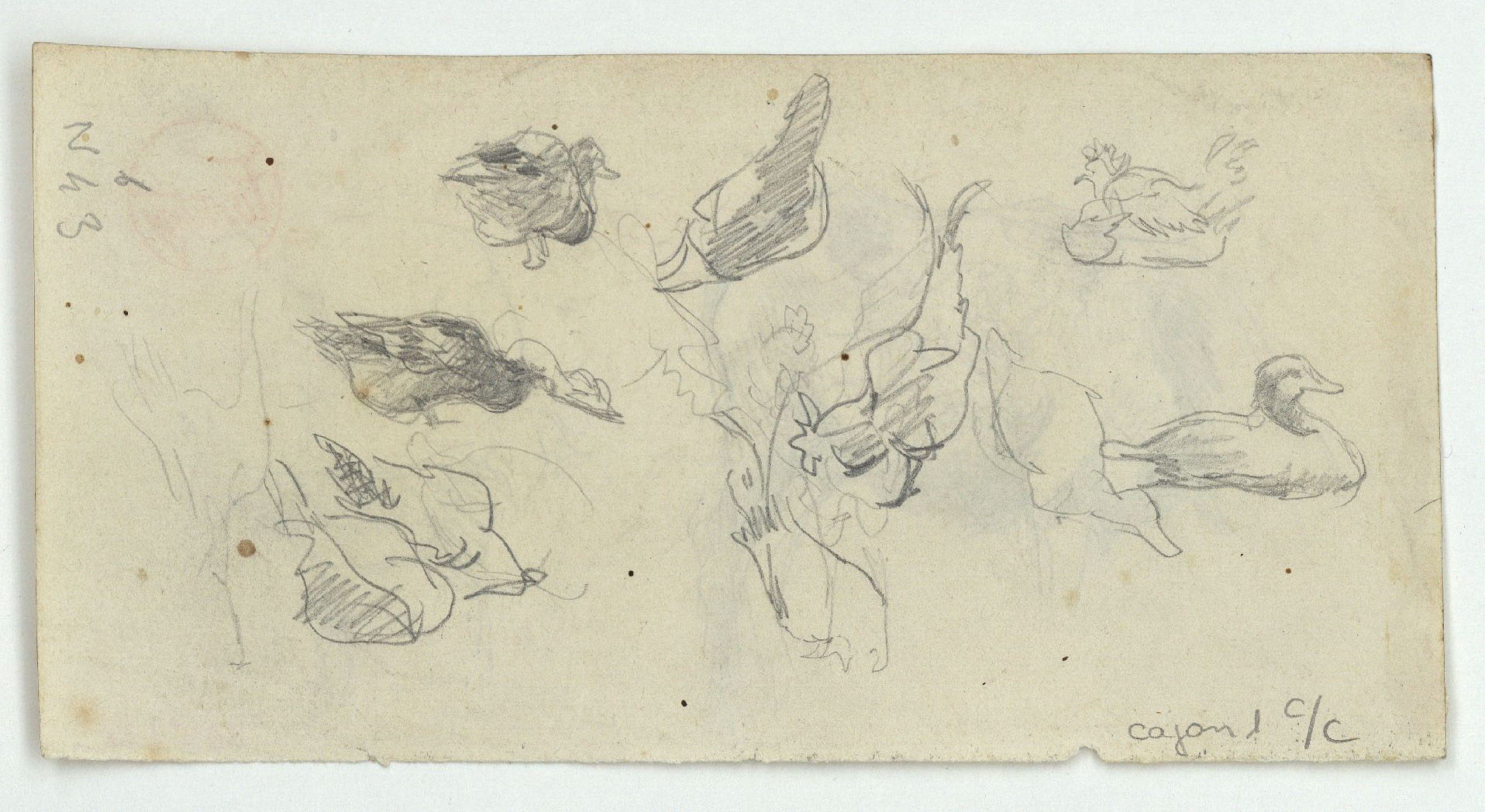 image for: Marià Fortuny - Rucs (anvers) / Ànecs i gallines (revers) - Cap a 1870-1872 [1]