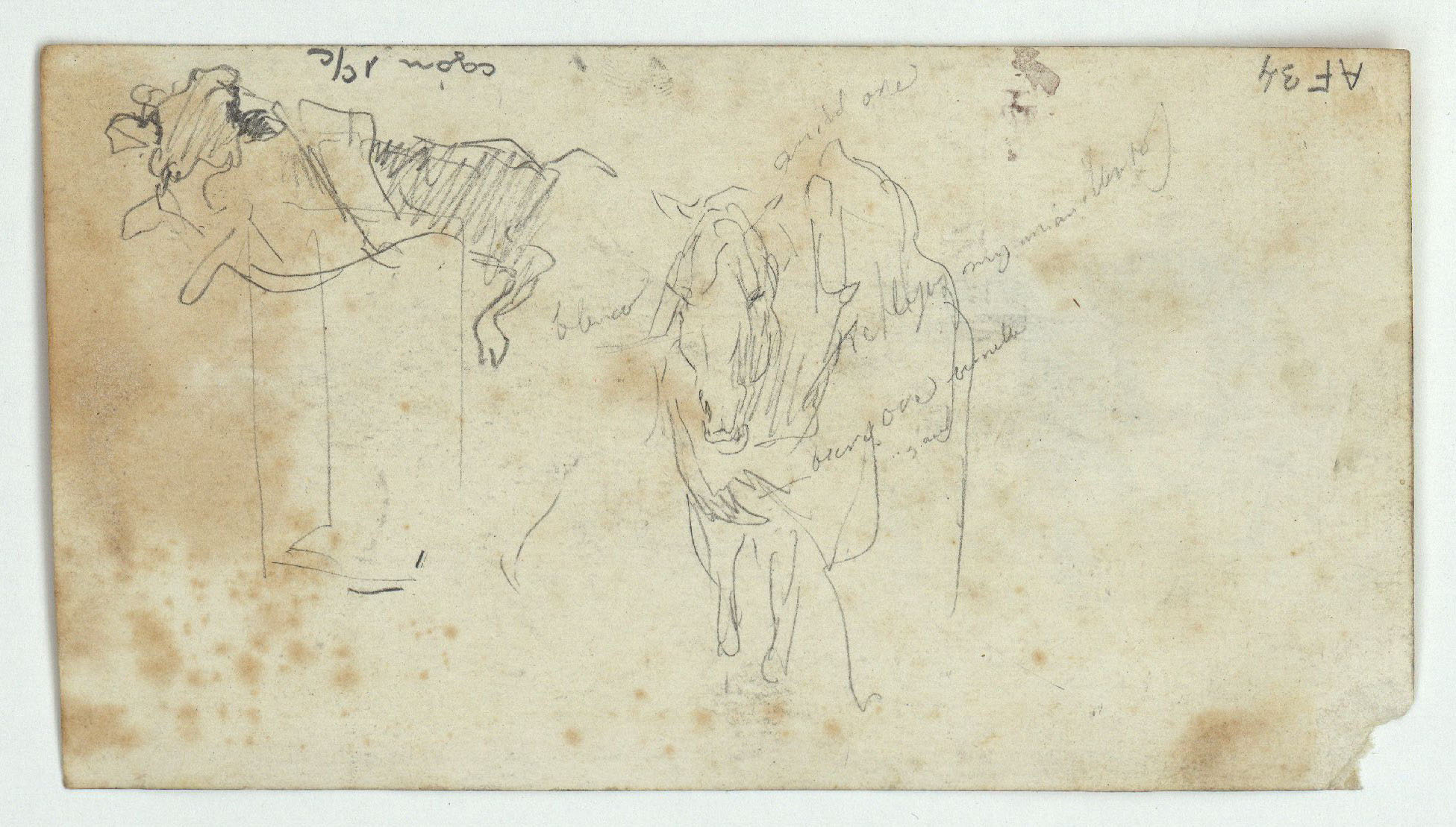 image for: Marià Fortuny - Estudi per a l&#039;aquarel·la «El cameller» (anvers) / Esbós de toro i cavall (revers) - Cap a 1862-1865 [1]