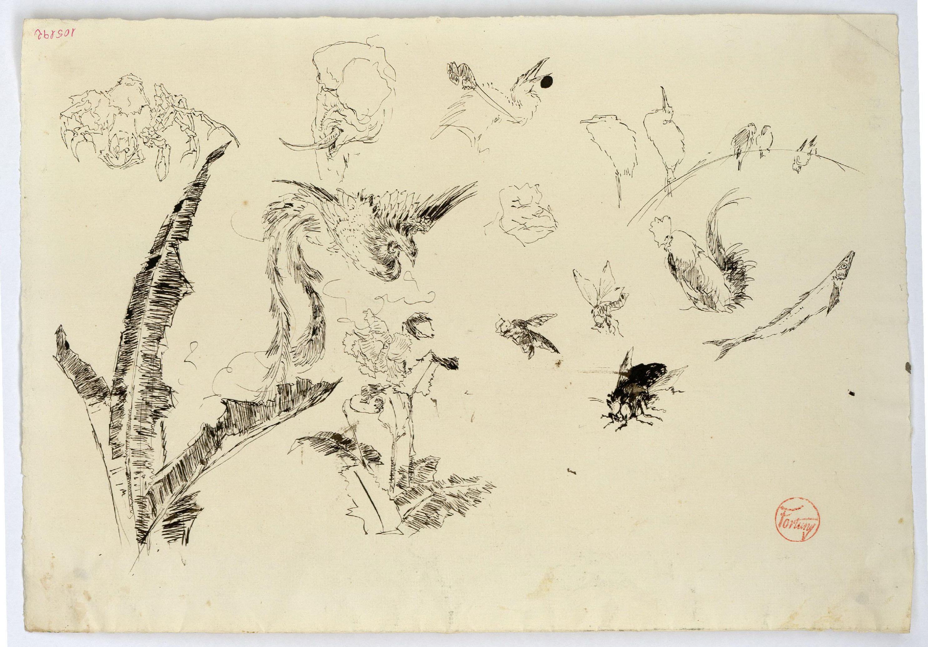 image for: Marià Fortuny - Animals i plantes - Cap a 1872-1874