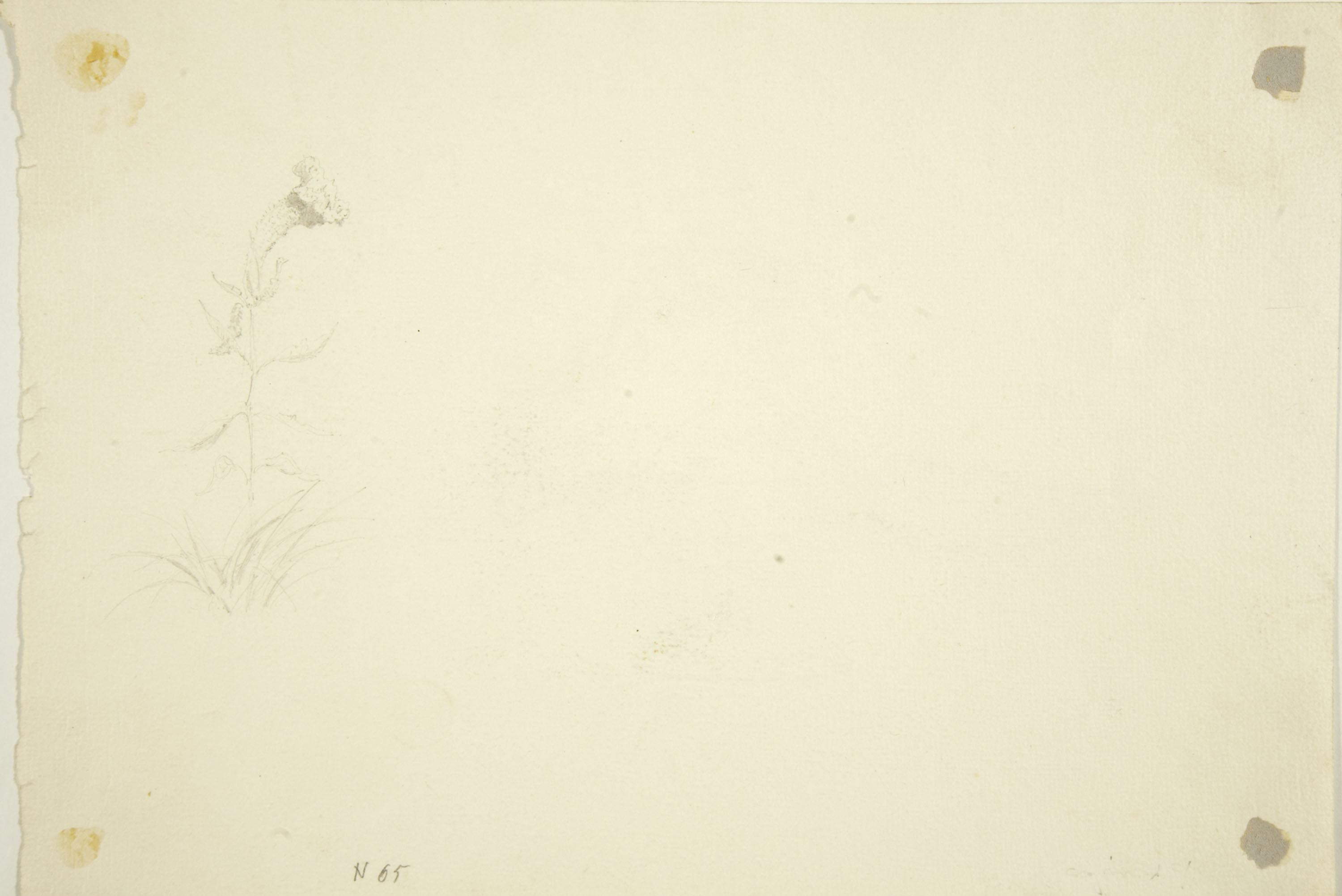 image for: Marià Fortuny - Llàntia d&#039;estil musulmà (anvers) / Planta florida (revers) - Cap a 1870-1872 [1]