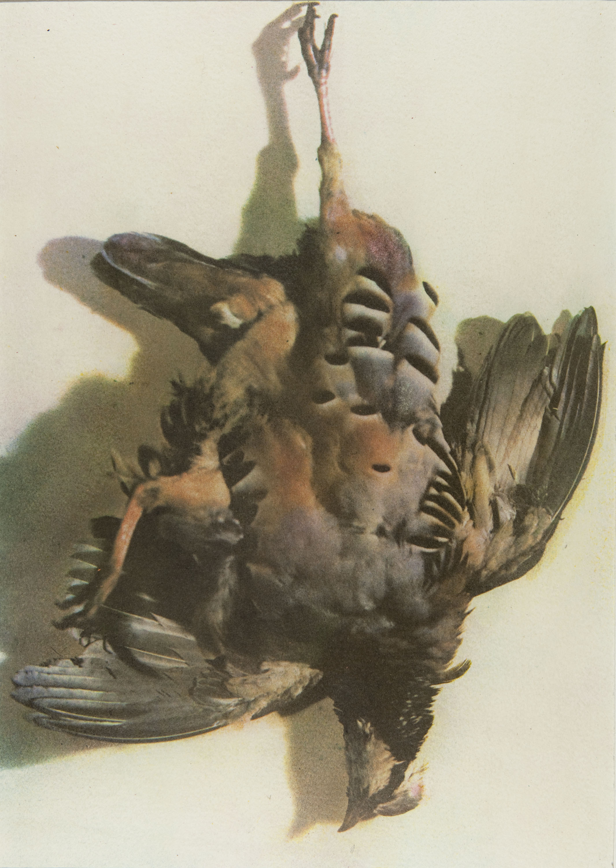 image for: Josep Maria Casals i Ariet - Perdiu (natura morta) - Cap a 1930-1950