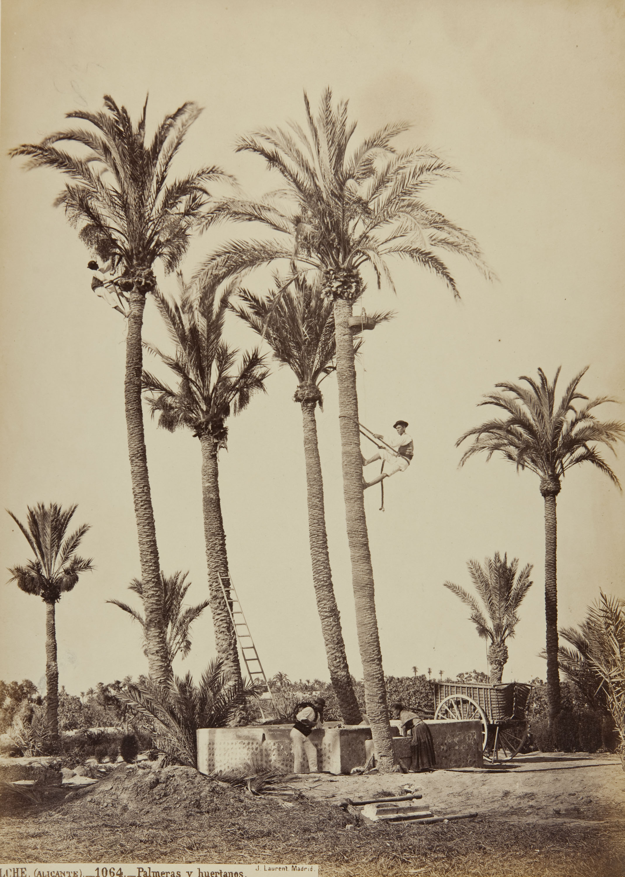 image for: Jean Laurent - Elche (Alicante). Palmeras y huertanos - Cap a 1865