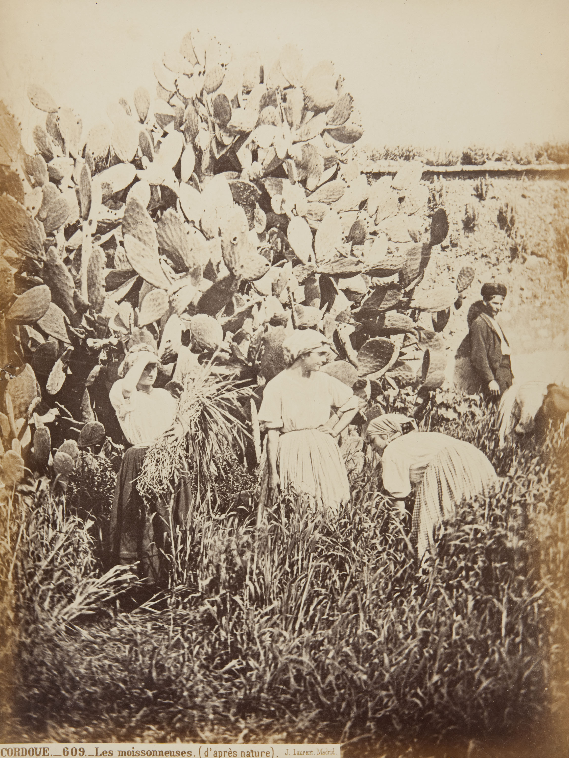 image for: Jean Laurent - Cordove. Les moissonneuses (d&#039;après nature) - Cap a 1865