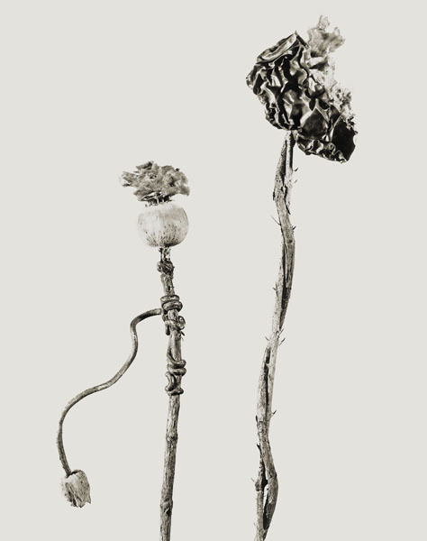 image for: Joan Fontcuberta - Benedictus popus-Nizozemska osrama (Herbarium) - 1983