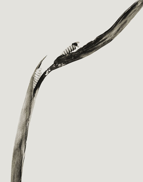 image for: Joan Fontcuberta - Pirulera salbitana (Herbarium) - 1983