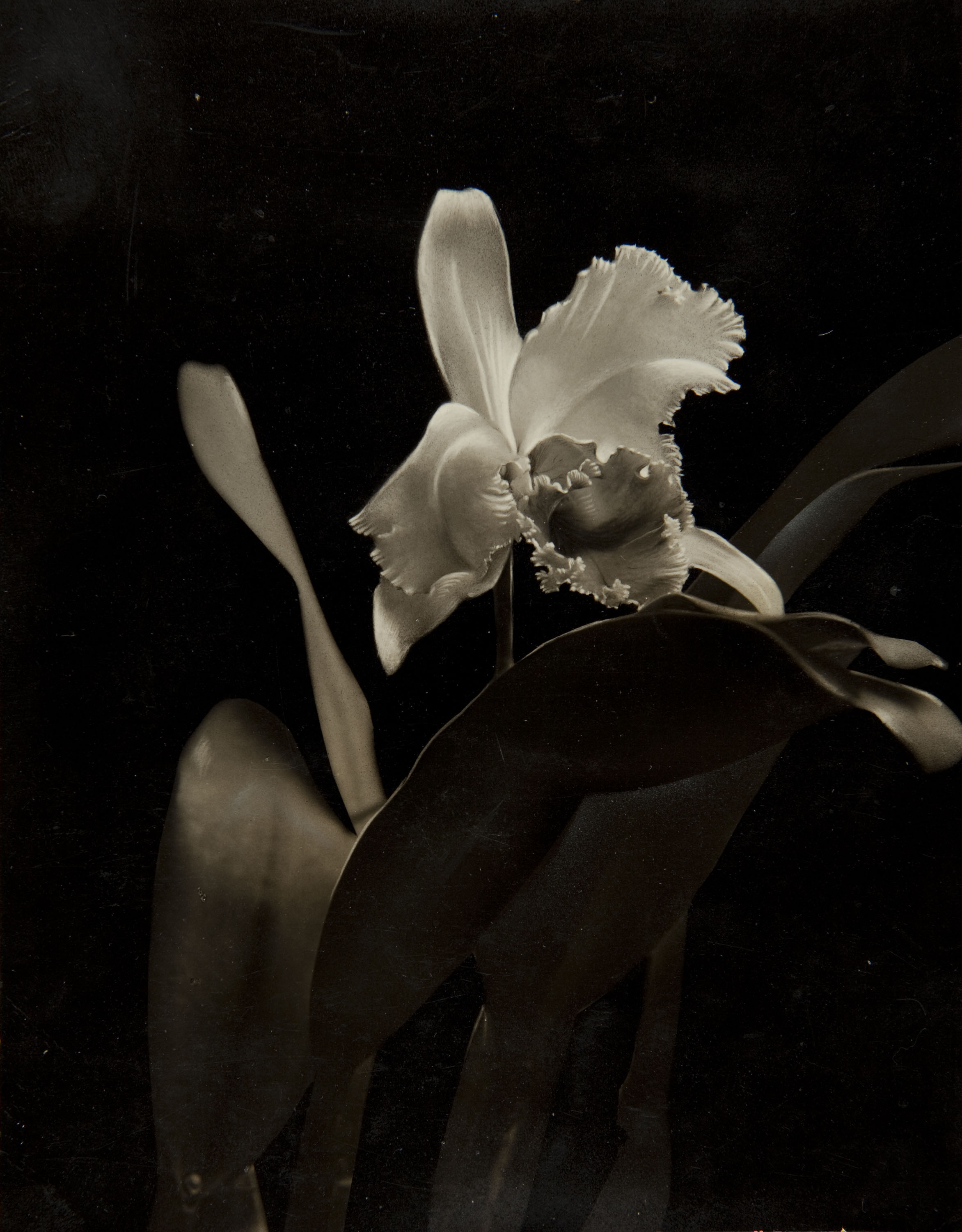 image for: COMPAL. Barcelona - Cattleya Hibernalis - No datat