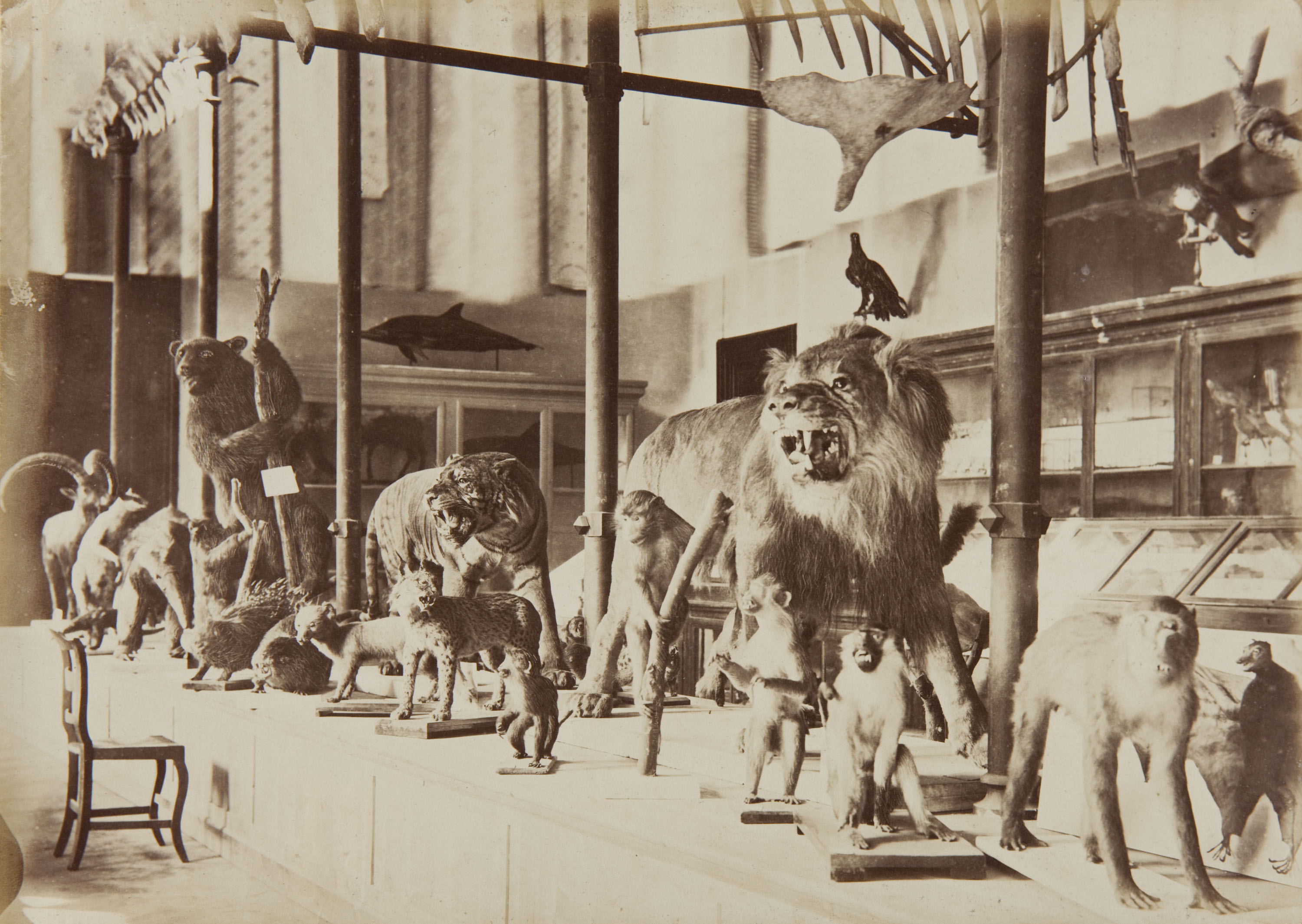 image for: Joan Martí  - Museo de Historia Natural - 1877