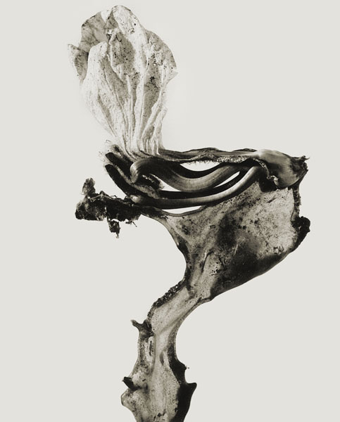 image for: Joan Fontcuberta - Guillumeta polymorpha (Herbarium) - 1982