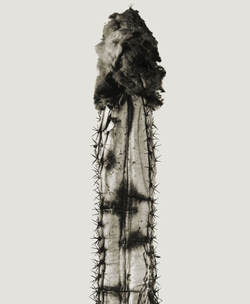 image for: Joan Fontcuberta - Phyllocactus chumba (Herbarium) - 1984