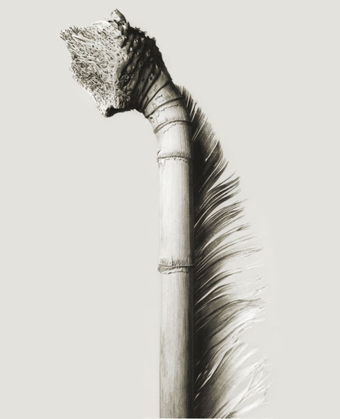 image for: Joan Fontcuberta - Mullerpolis plunfis (Herbarium) - 1983