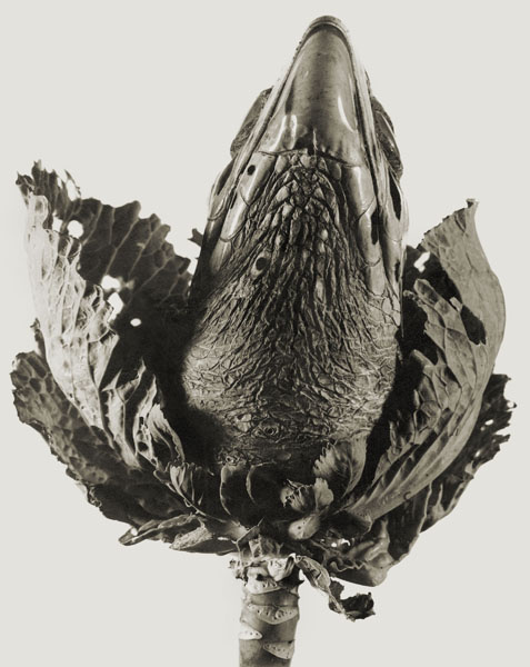 image for: Joan Fontcuberta - Lavandula angustifolia (Herbarium) - 1983