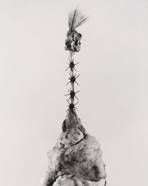 image for: Joan Fontcuberta - Aspegia buphera (Herbarium) - 1985