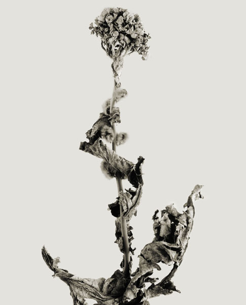 image for: Joan Fontcuberta - Tiskovina navigata (Herbarium) - 1982