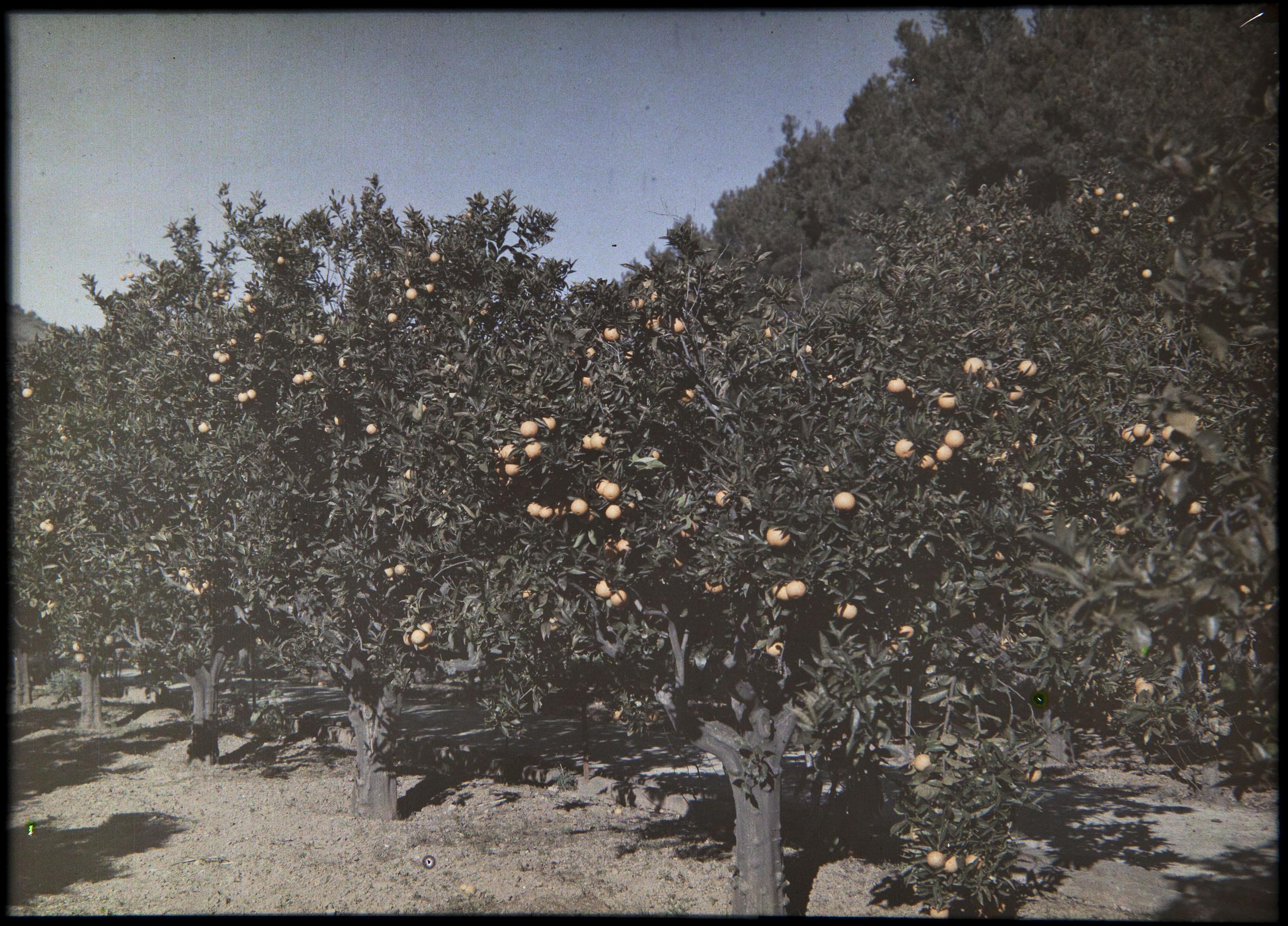 image for: Francesc Carrera Bou - Tarongers - Cap a 1926