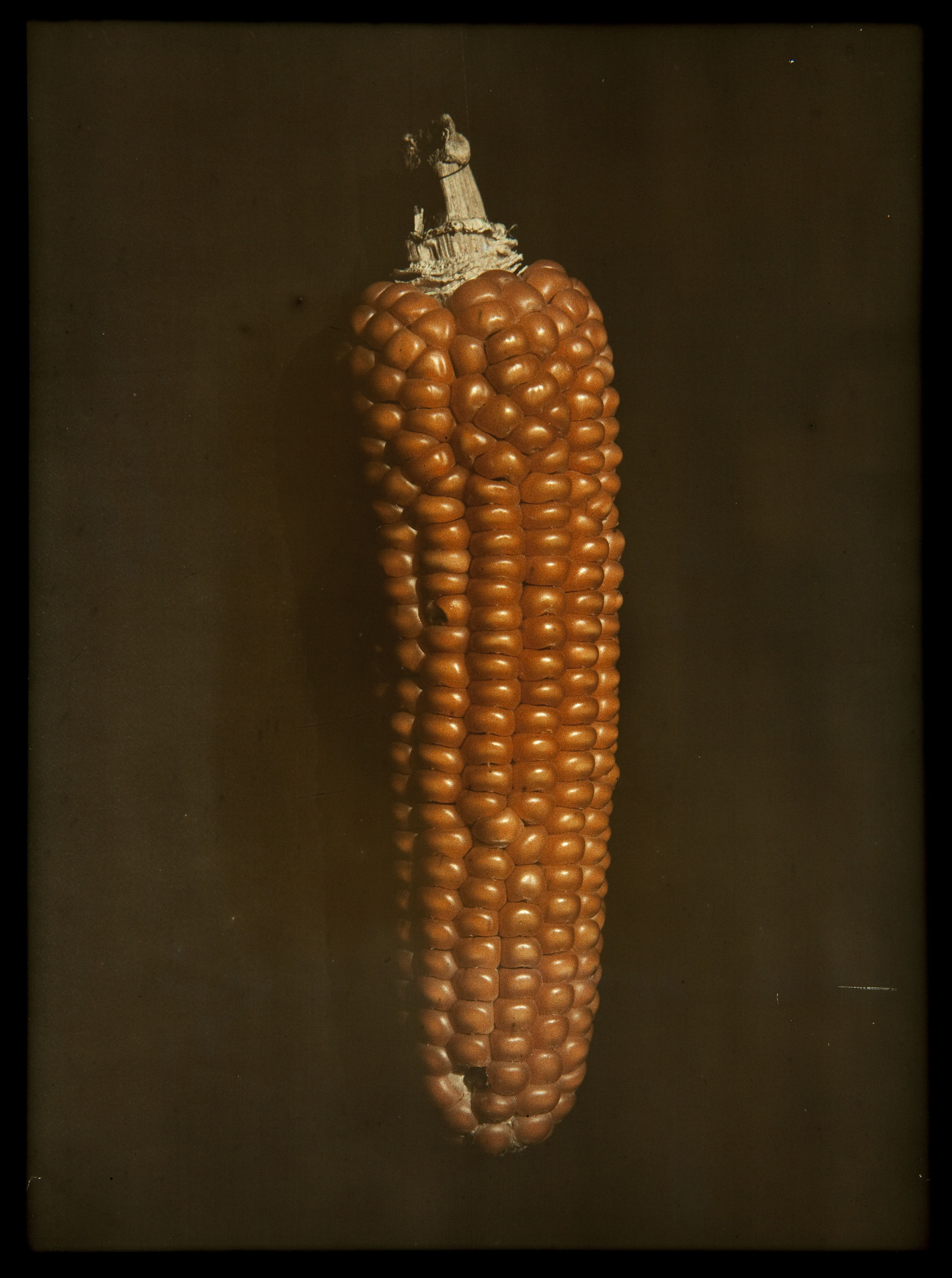 image for: Francesc Carrera Bou - Panotxa de blat de moro - Cap a 1922-1926