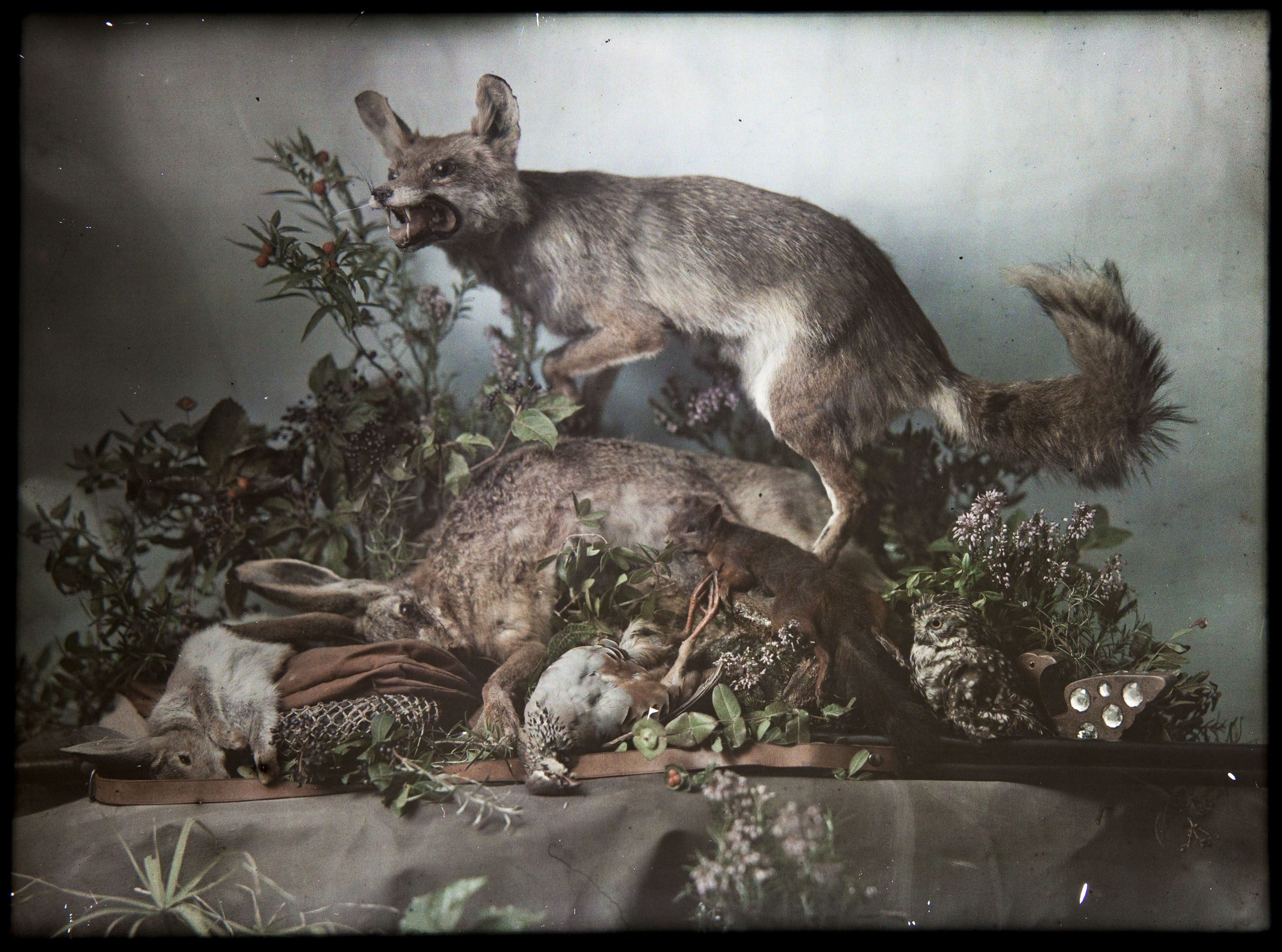 image for: Francesc Carrera Bou - Natura morta amb animals i plantes - Cap a 1922-1926