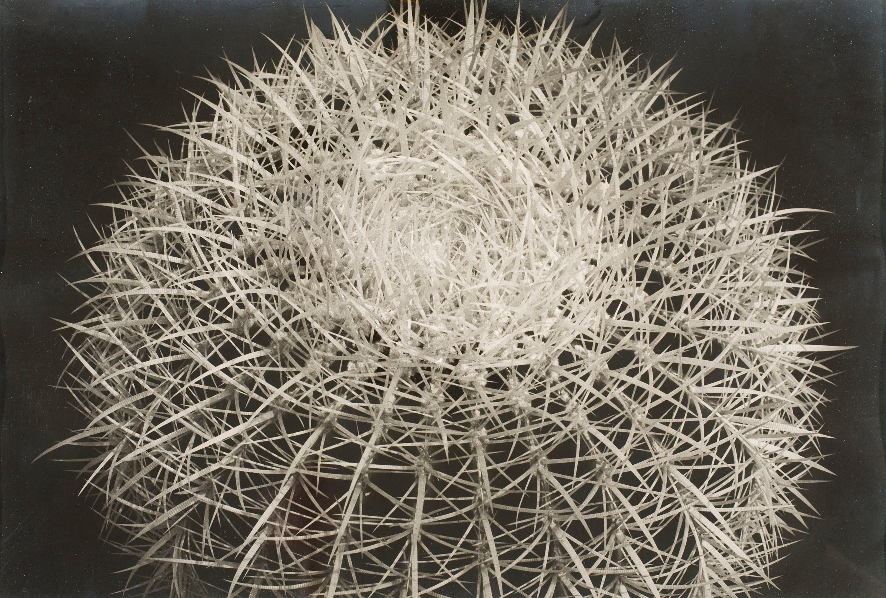image for: Emili Godes - Cactus punxós - Cap a 1930