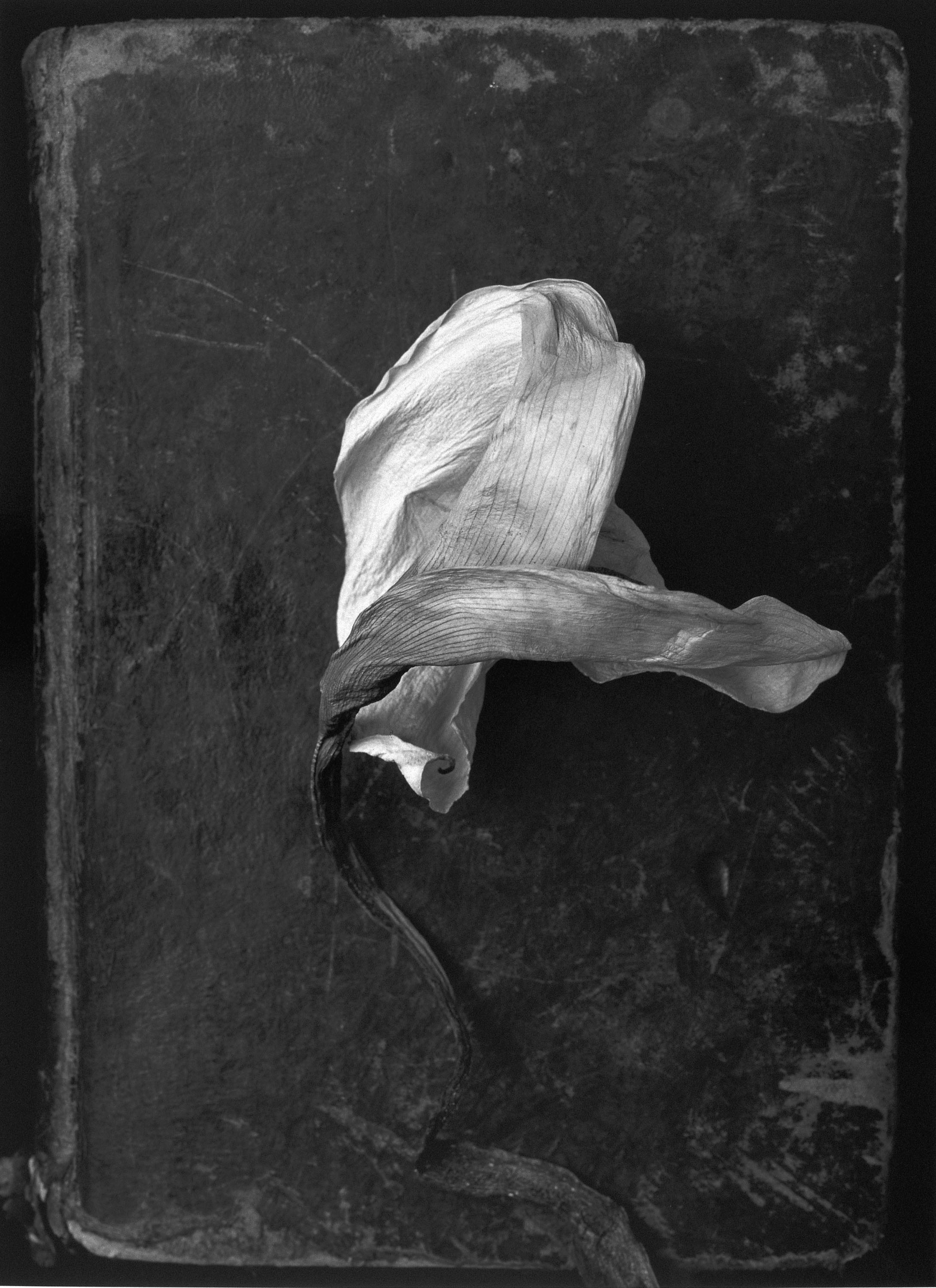 image for: Humberto Rivas - Flor - 1991