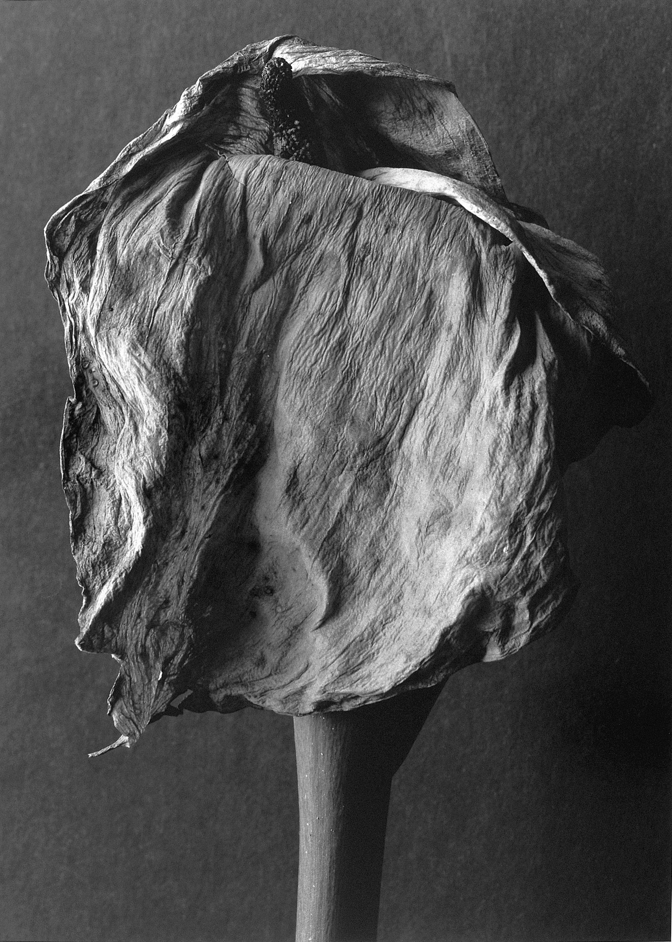 image for: Humberto Rivas - Flor - 1988