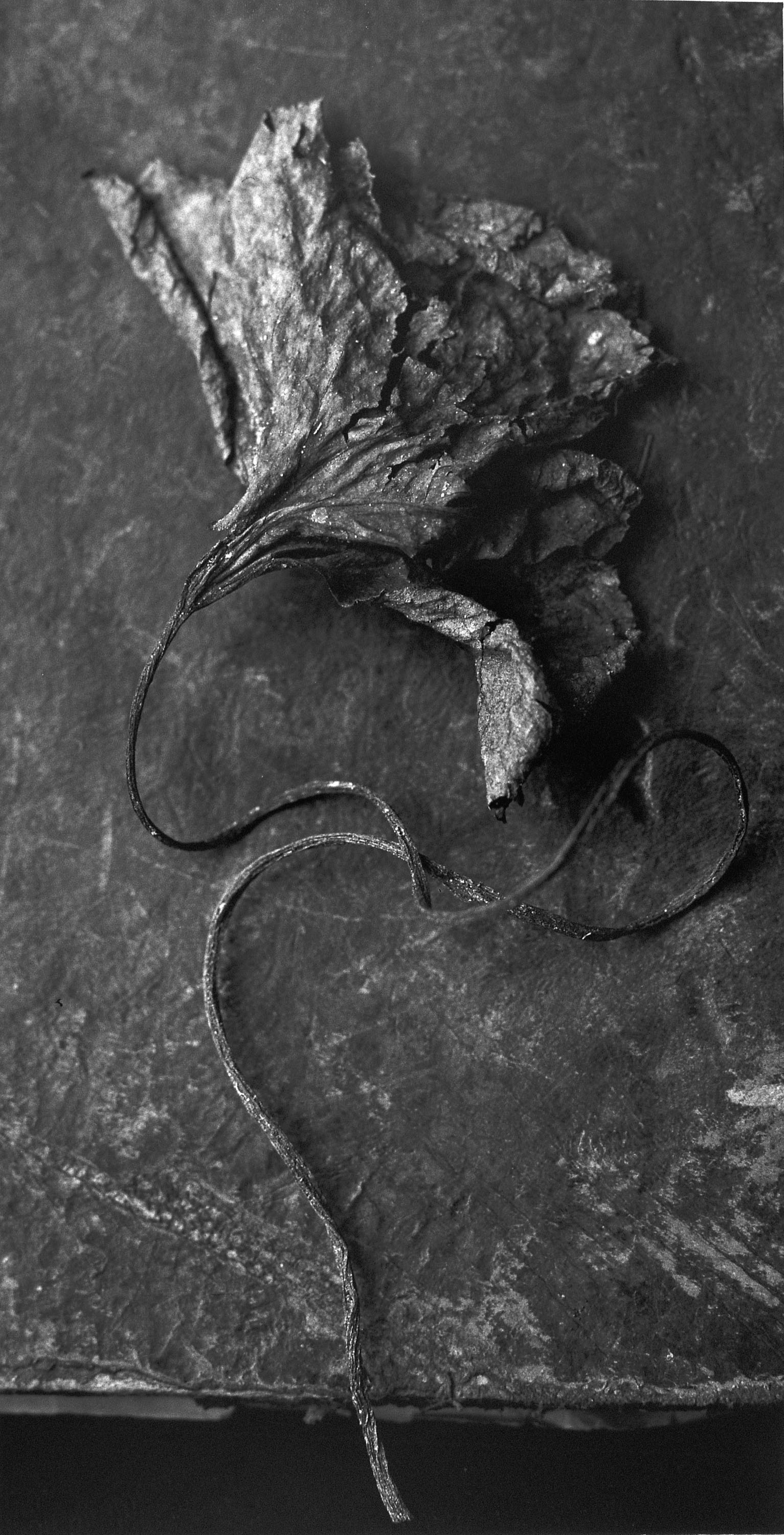 image for: Humberto Rivas - Flor - 1992