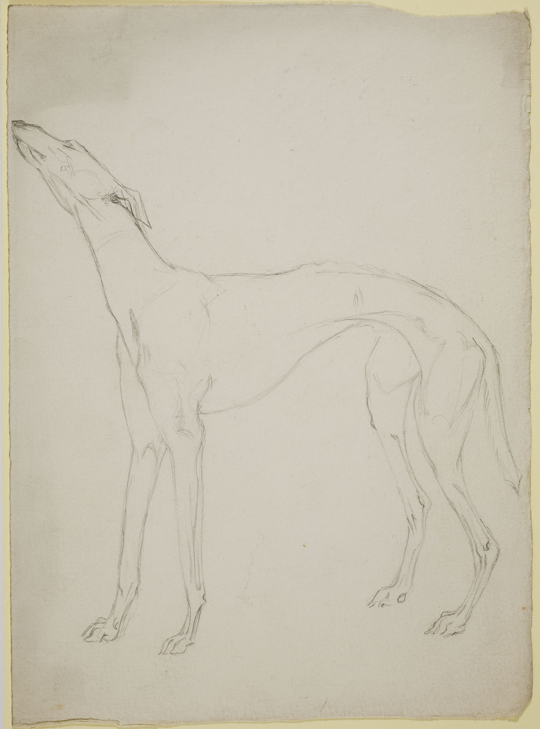 image for: Ismael Smith - Llebrer (anvers) / Calc d&#039;un llebrer (revers) - Cap a 1906-1910