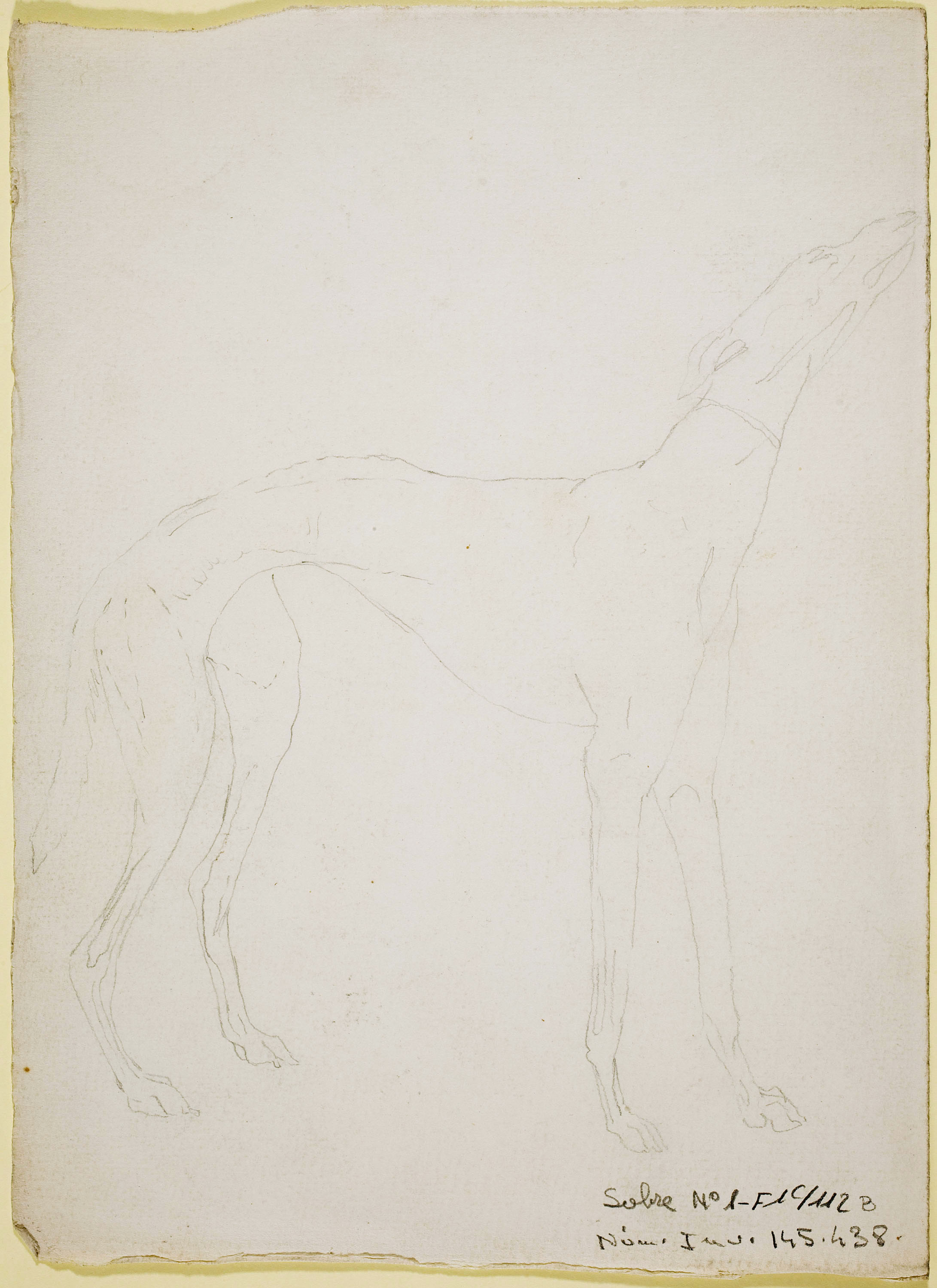 image for: Ismael Smith - Llebrer (anvers) / Calc d'un llebrer (revers) - Cap a 1906-1910 [1]