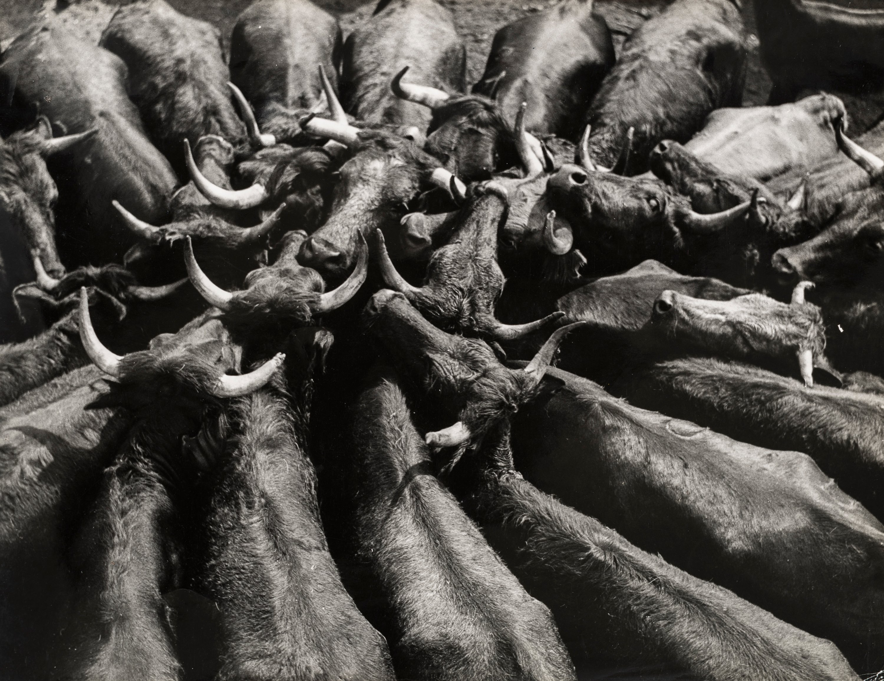 image for: Oriol Maspons - Vacas bravas o Toros (Oropesa) - 1958