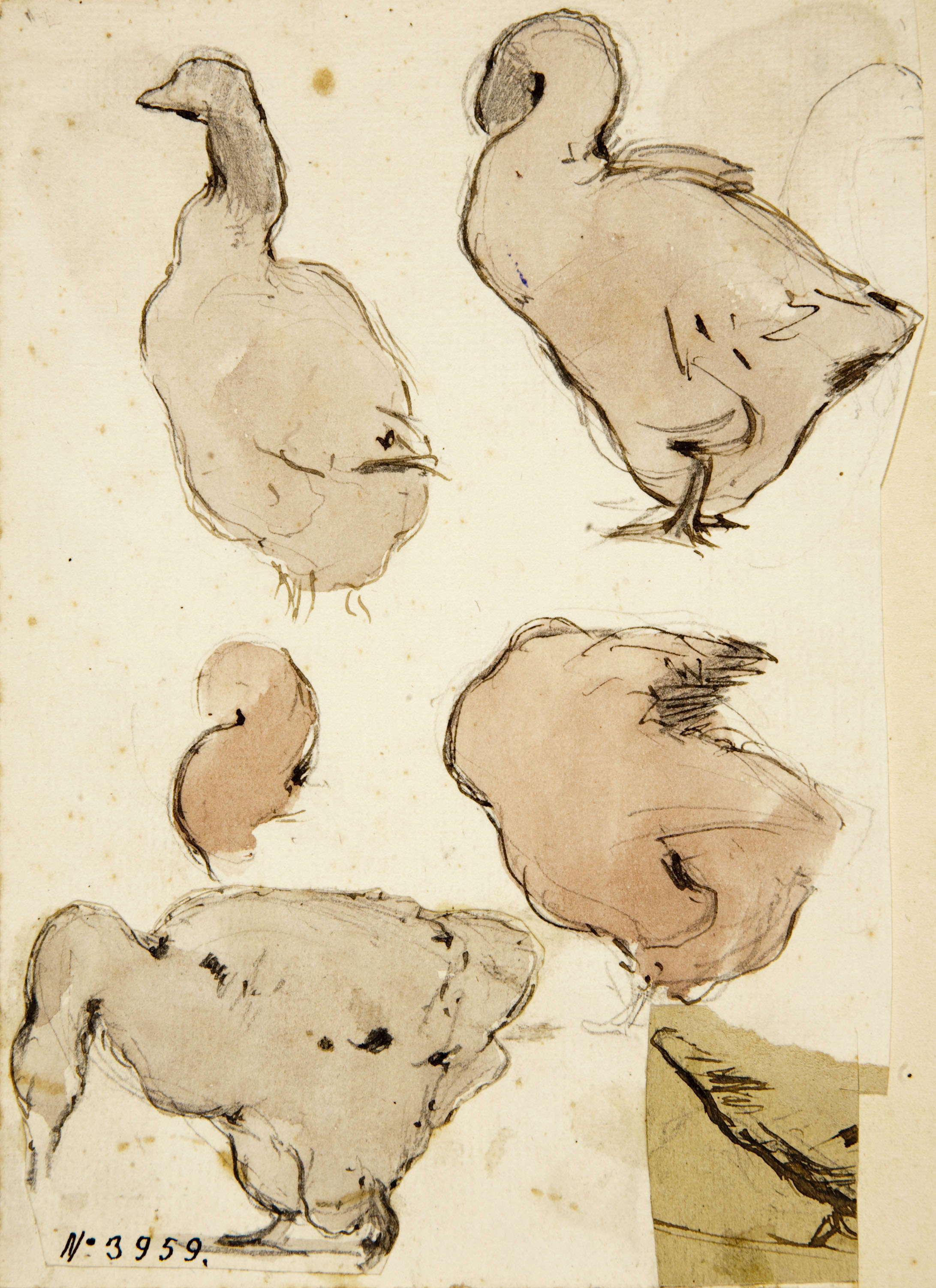 image for: Modest Urgell - Oques - Cap a 1861-1888