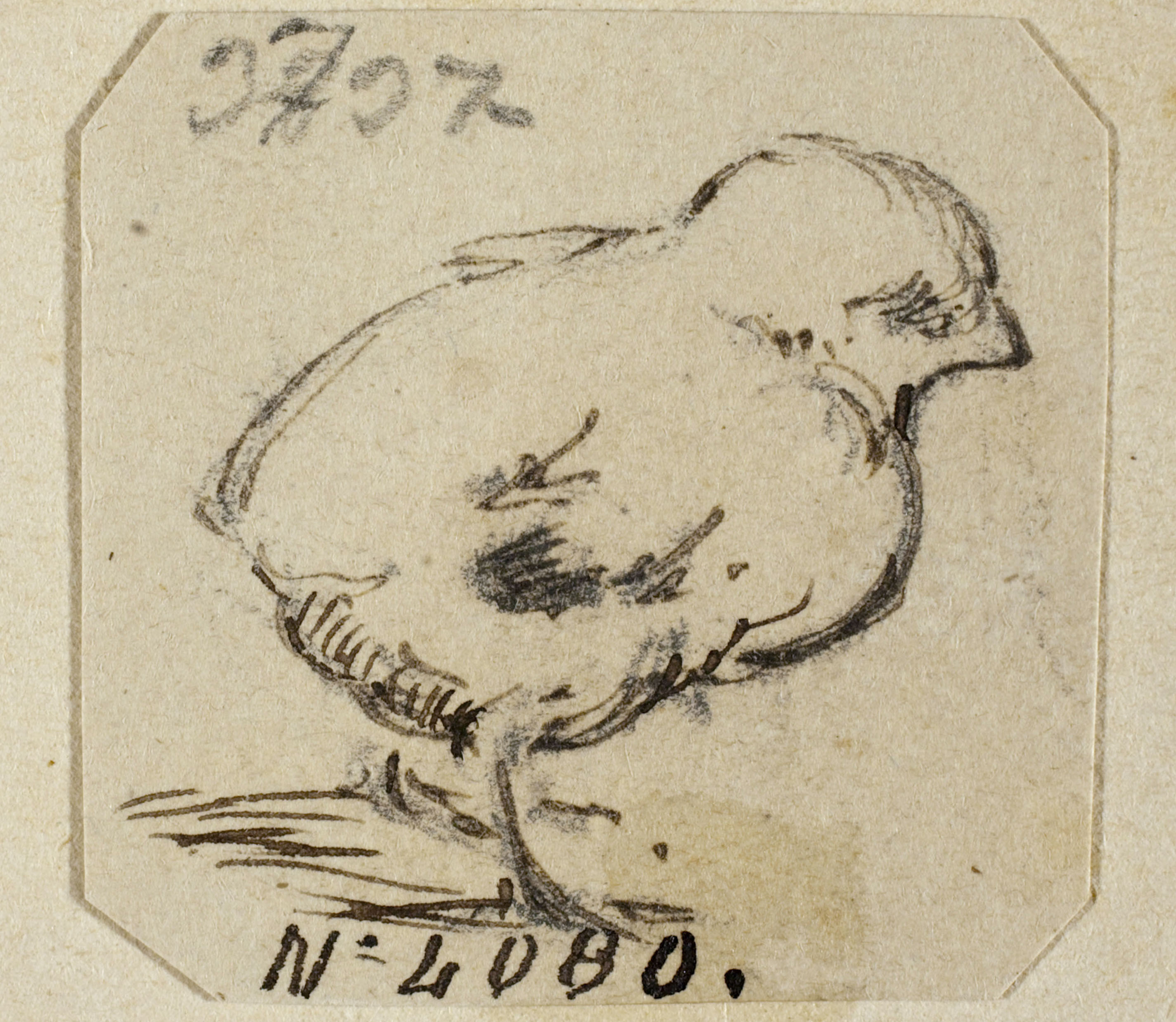 image for: Modest Urgell - Pollet - Cap a 1864