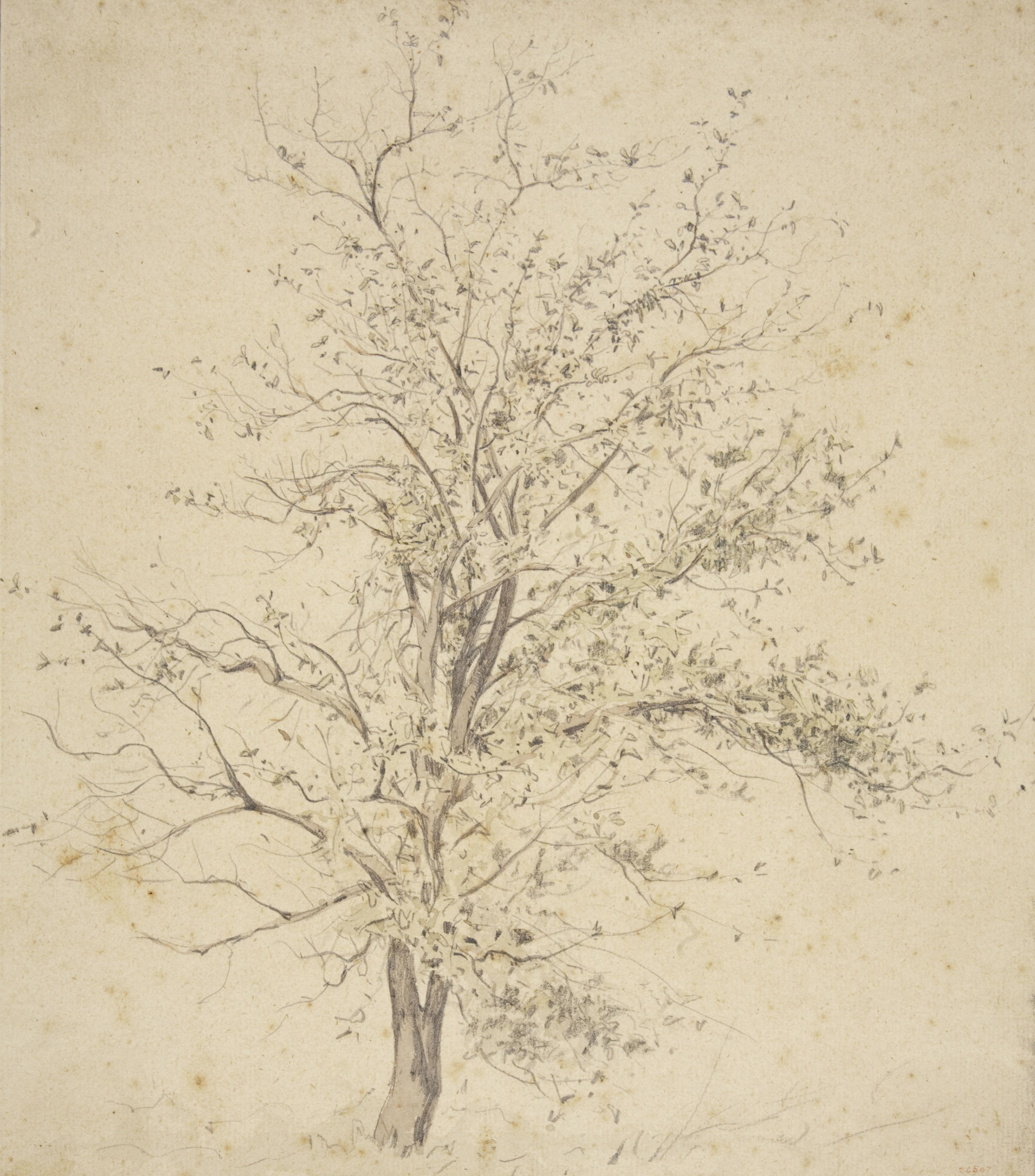 image for: Modest Urgell - Arbre - Cap a 1878
