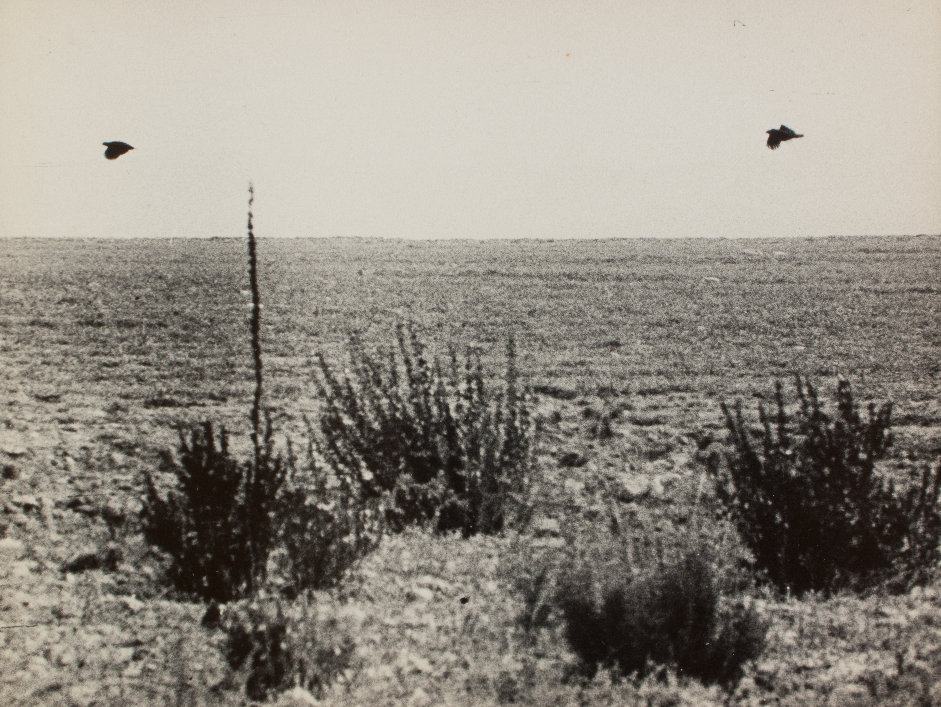 image for: Oriol Maspons - Fotografia per al llibre «La caza de la perdiz roja», de Miguel Delibes - 1962