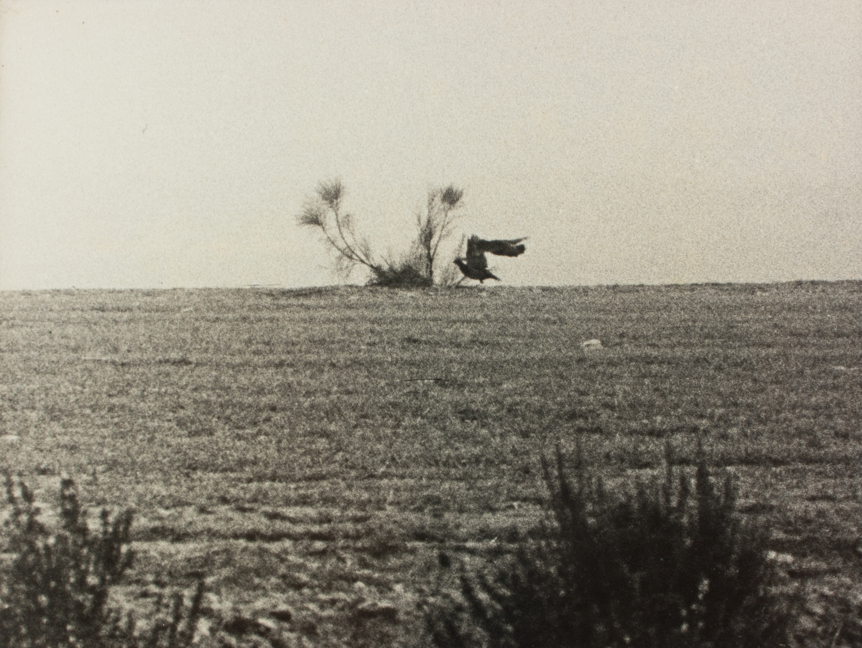 image for: Oriol Maspons - Fotografia per al llibre «La caza de la perdiz roja», de Miguel Delibes - 1962