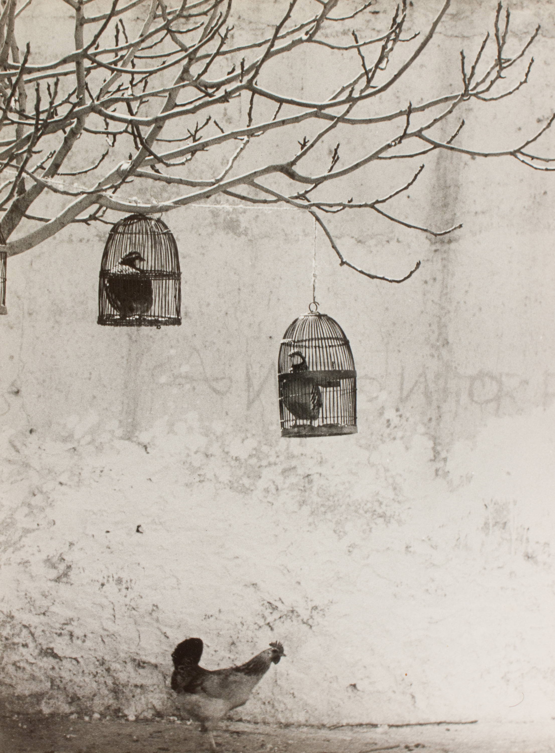 image for: Oriol Maspons - Fotografia per al llibre «La caza de la perdiz roja», de Miguel Delibes - 1962