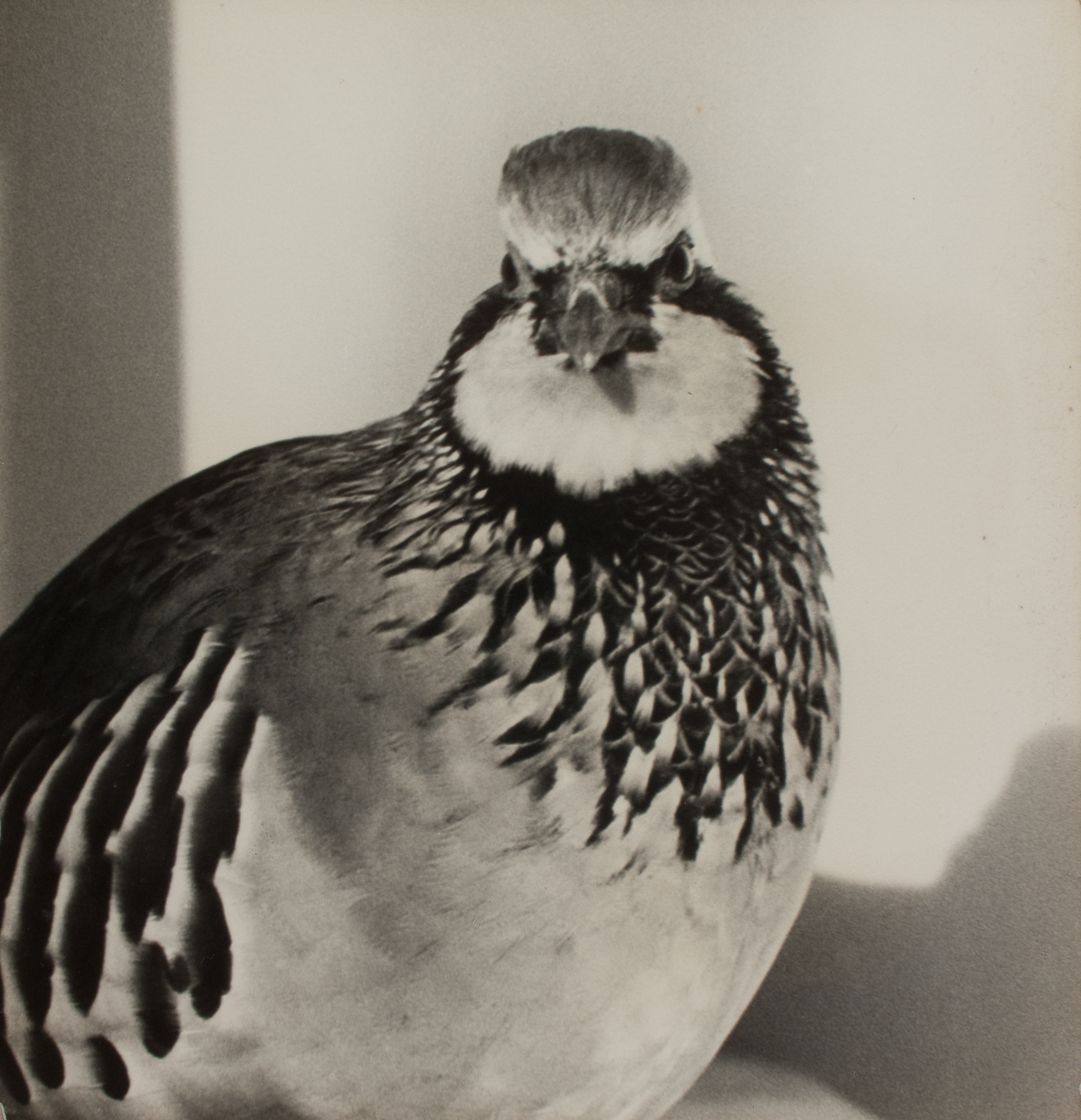 image for: Oriol Maspons - Fotografia per al llibre «La caza de la perdiz roja», de Miguel Delibes - 1962